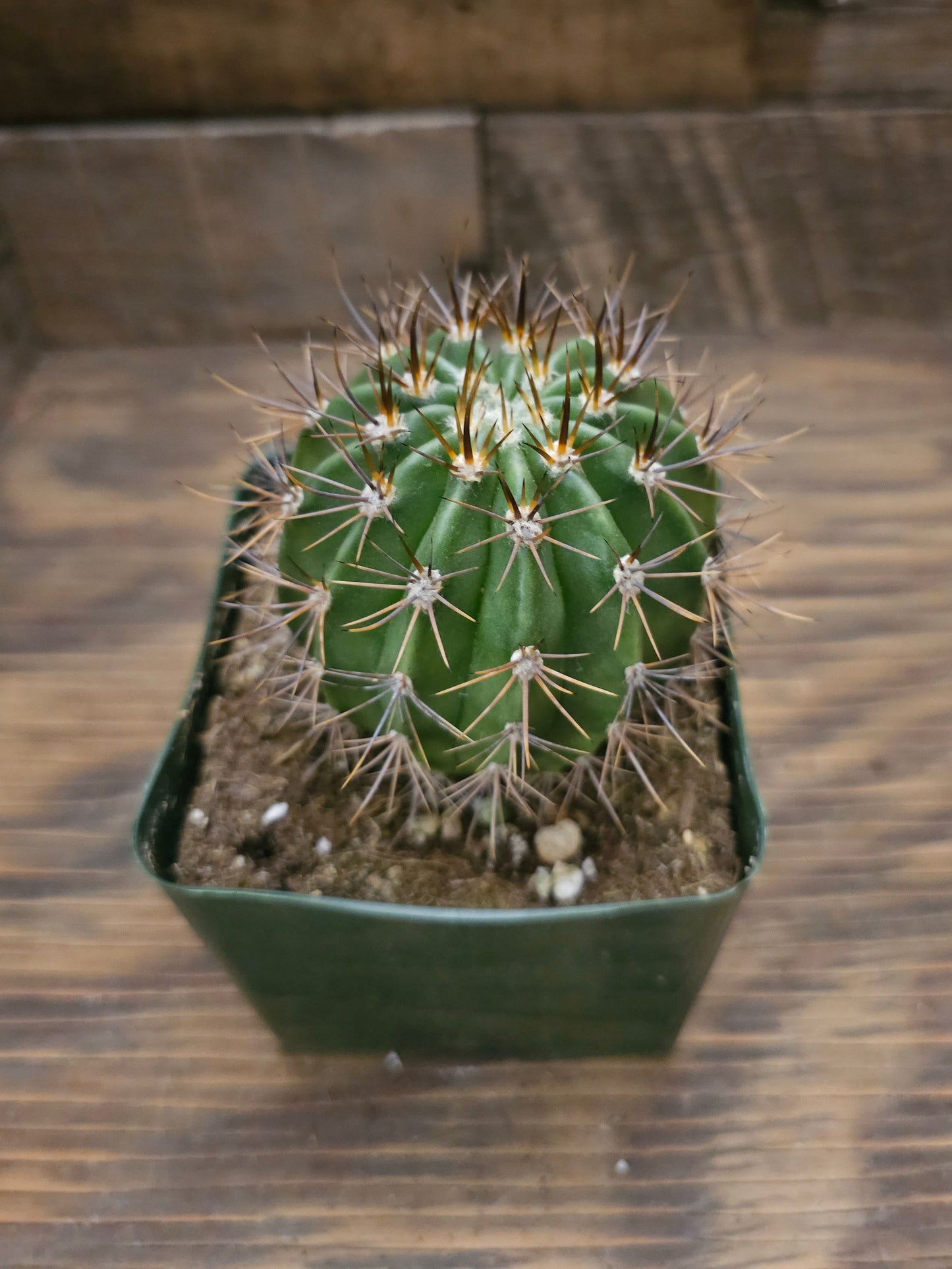 Carnegiea gigantea – Saguaro Cactus