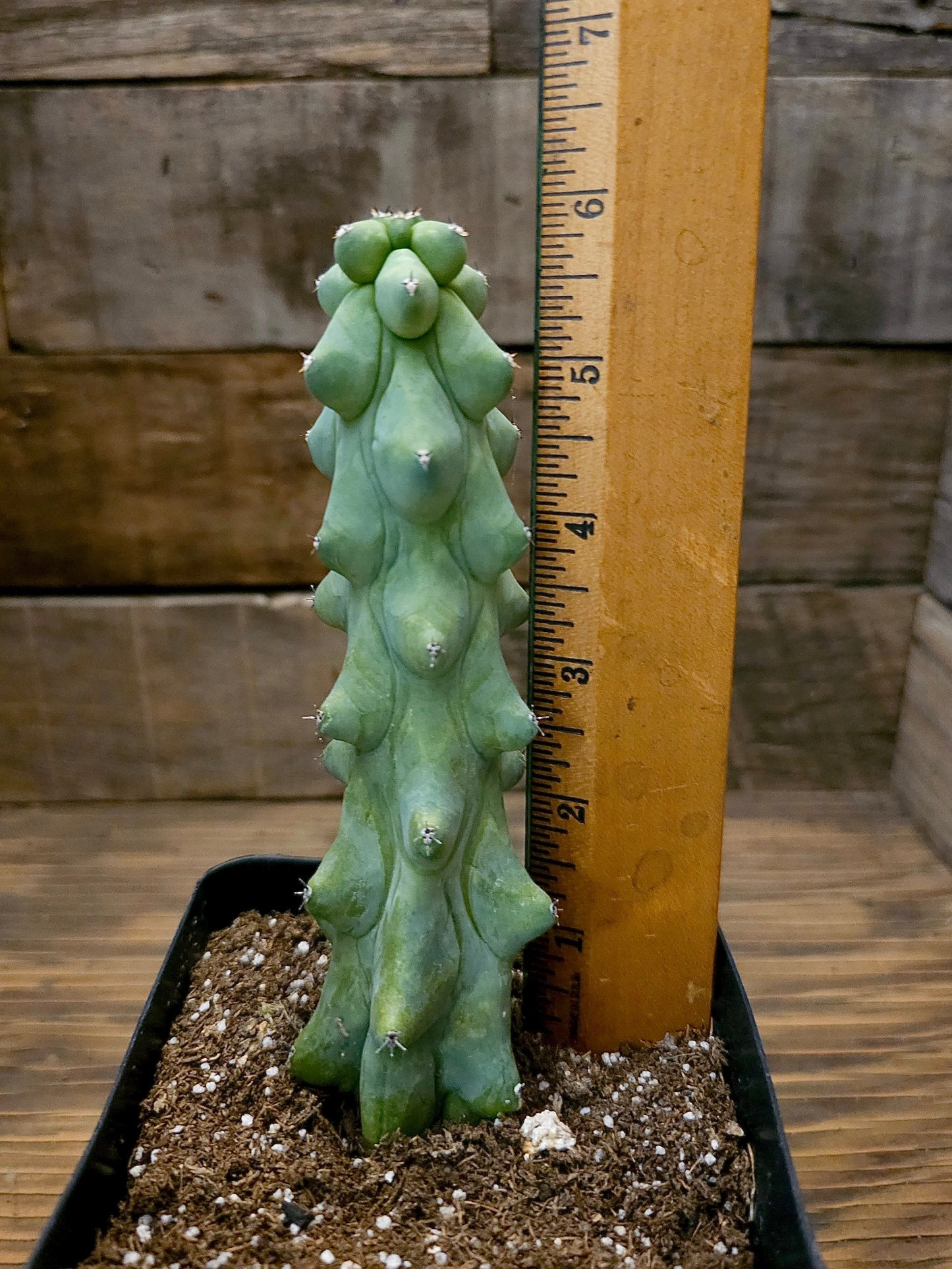Myrtillocactus geometrizans 'Fukurokuryuzinboku' – Boobie Cactus 1