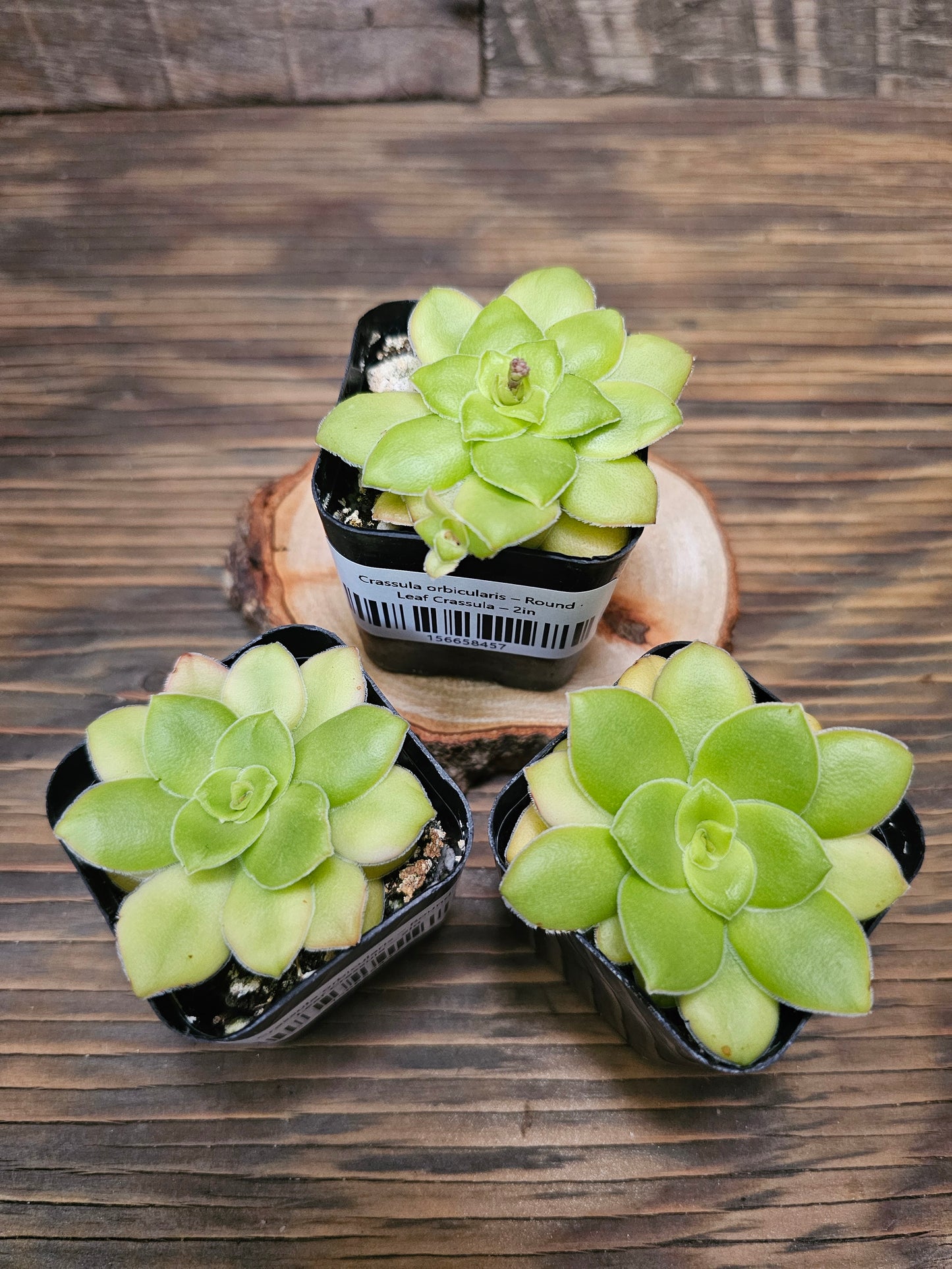 Crassula orbicularis – Round Leaf Crassula – 2in