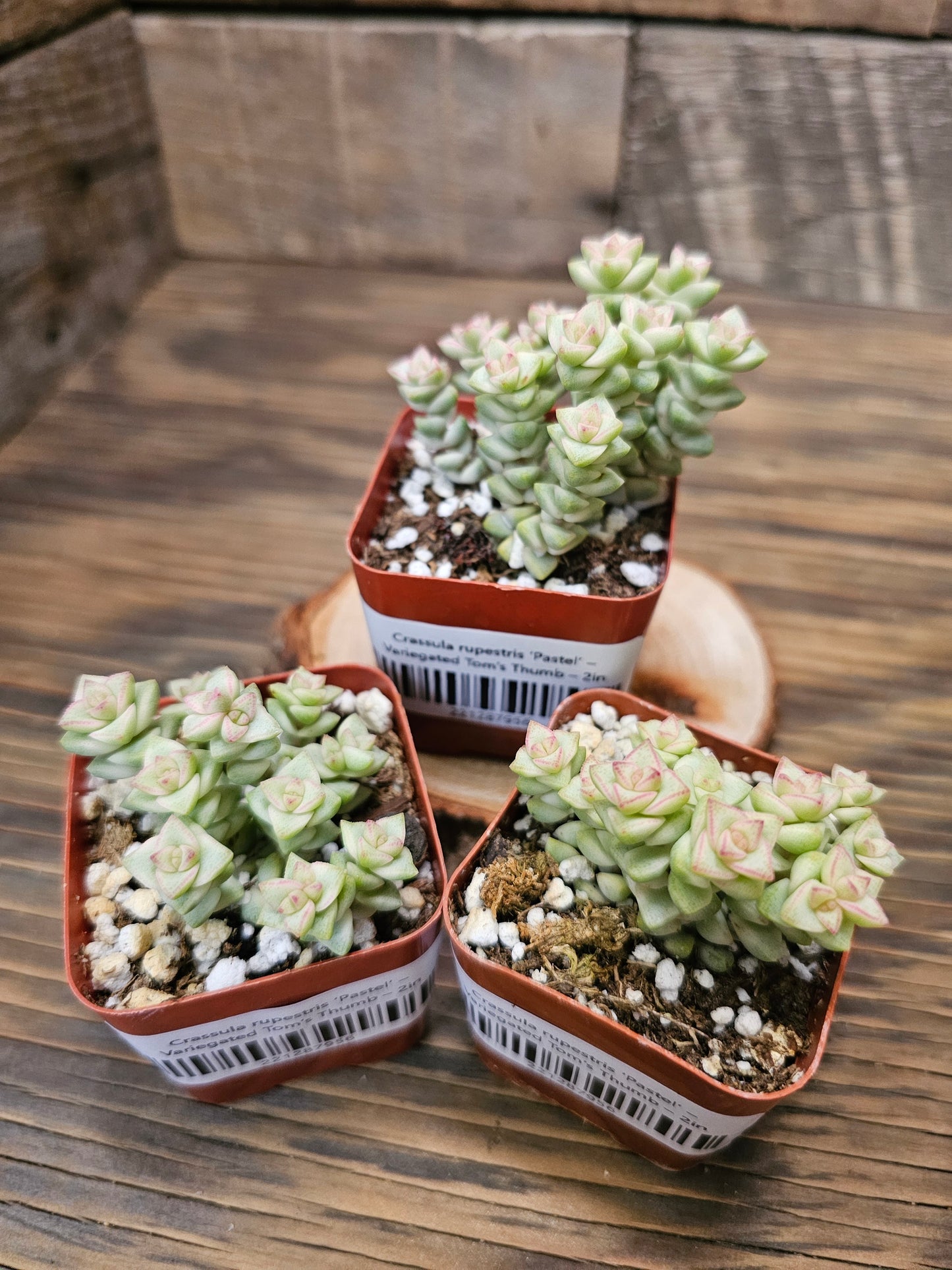 Crassula rupestris ‘Pastel’ – Variegated Tom’s Thumb – 2in
