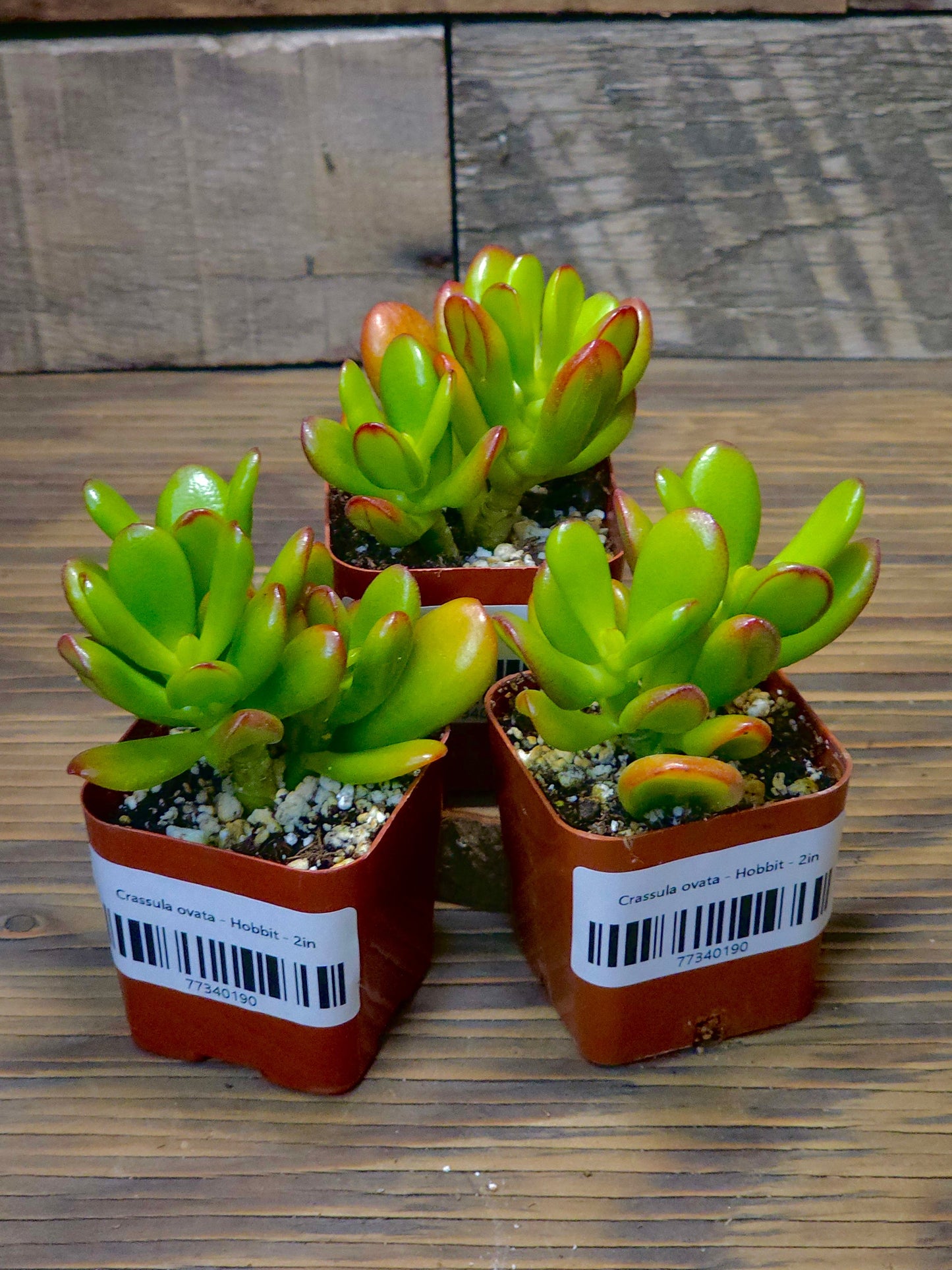 Crassula ovata - Hobbit