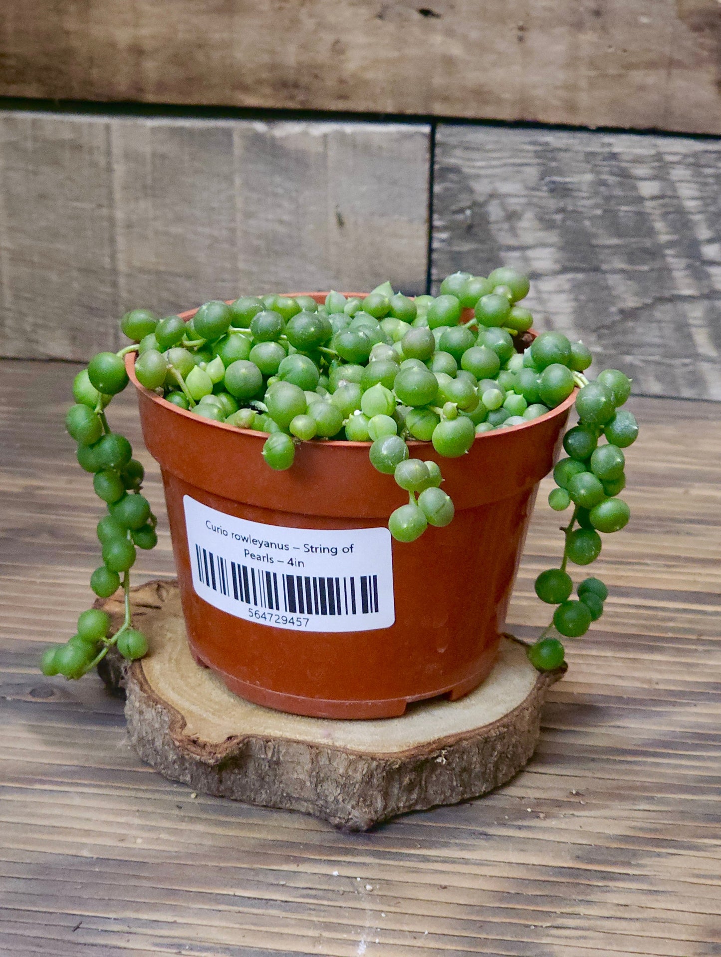 Curio rowleyanus – String of Pearls