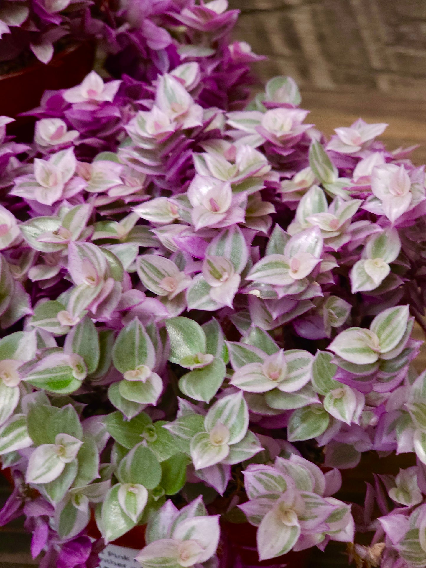 Callisia repens 'Pink Panther' – Pink Panther 4in