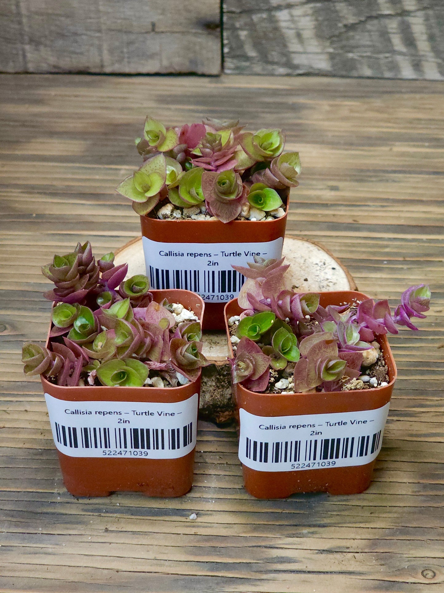 Callisia repens – Turtle Vine – 2in