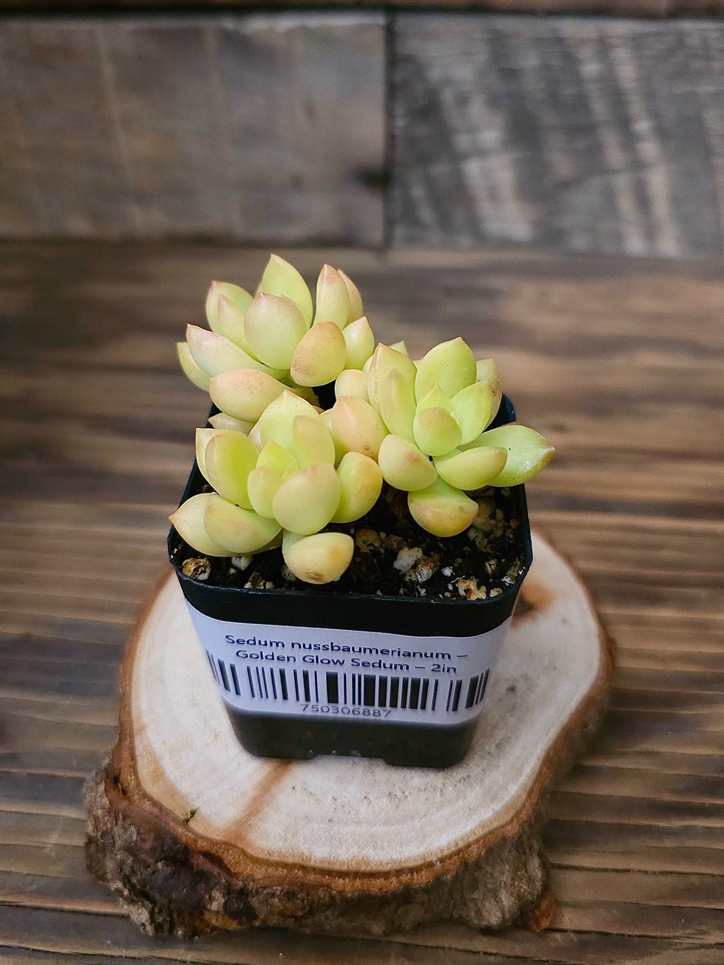 Sedum nussbaumerianum – Golden Glow Sedum – 2in