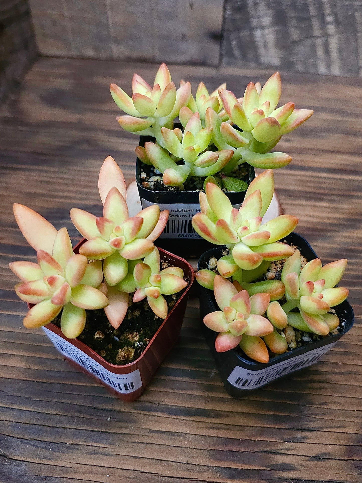 Sedum adolphii Hybrid – Golden Sedum Hybrid – 2in