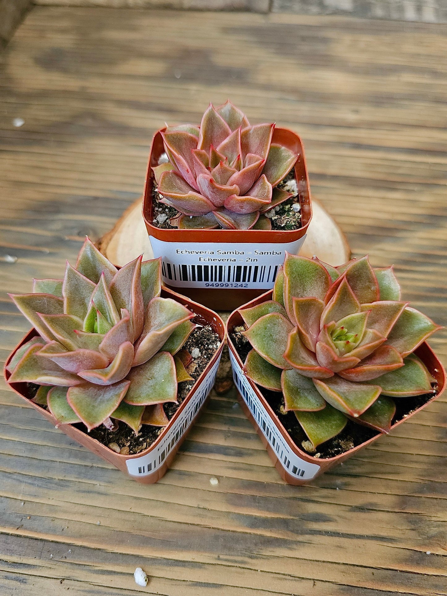Echeveria 'Samba' – Samba Echeveria – 2in