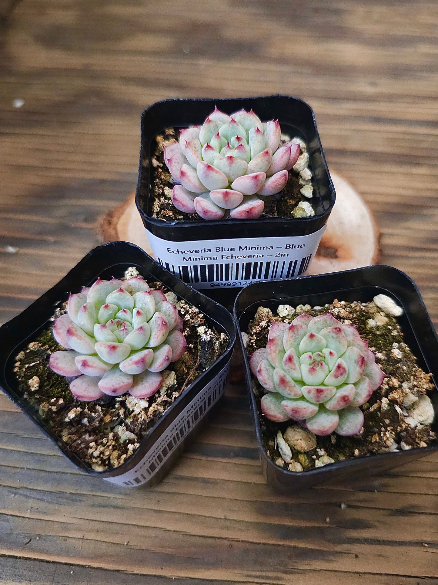 Echeveria Minima, Echeveria minima – 2in