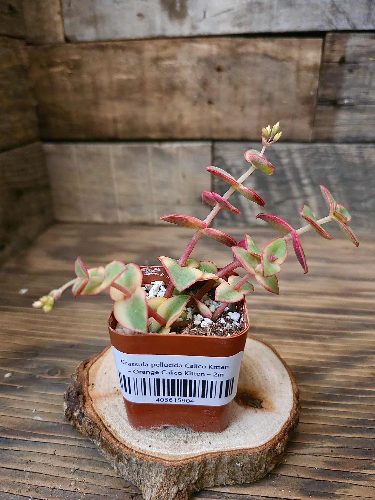 Crassula pellucida 'Calico Kitten' – Orange Calico Kitten – 2in