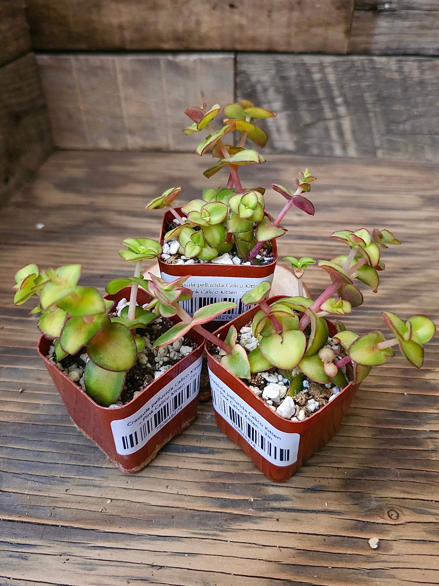 Crassula pellucida 'Calico Kitten' – Pink Calico Kitten – 2in