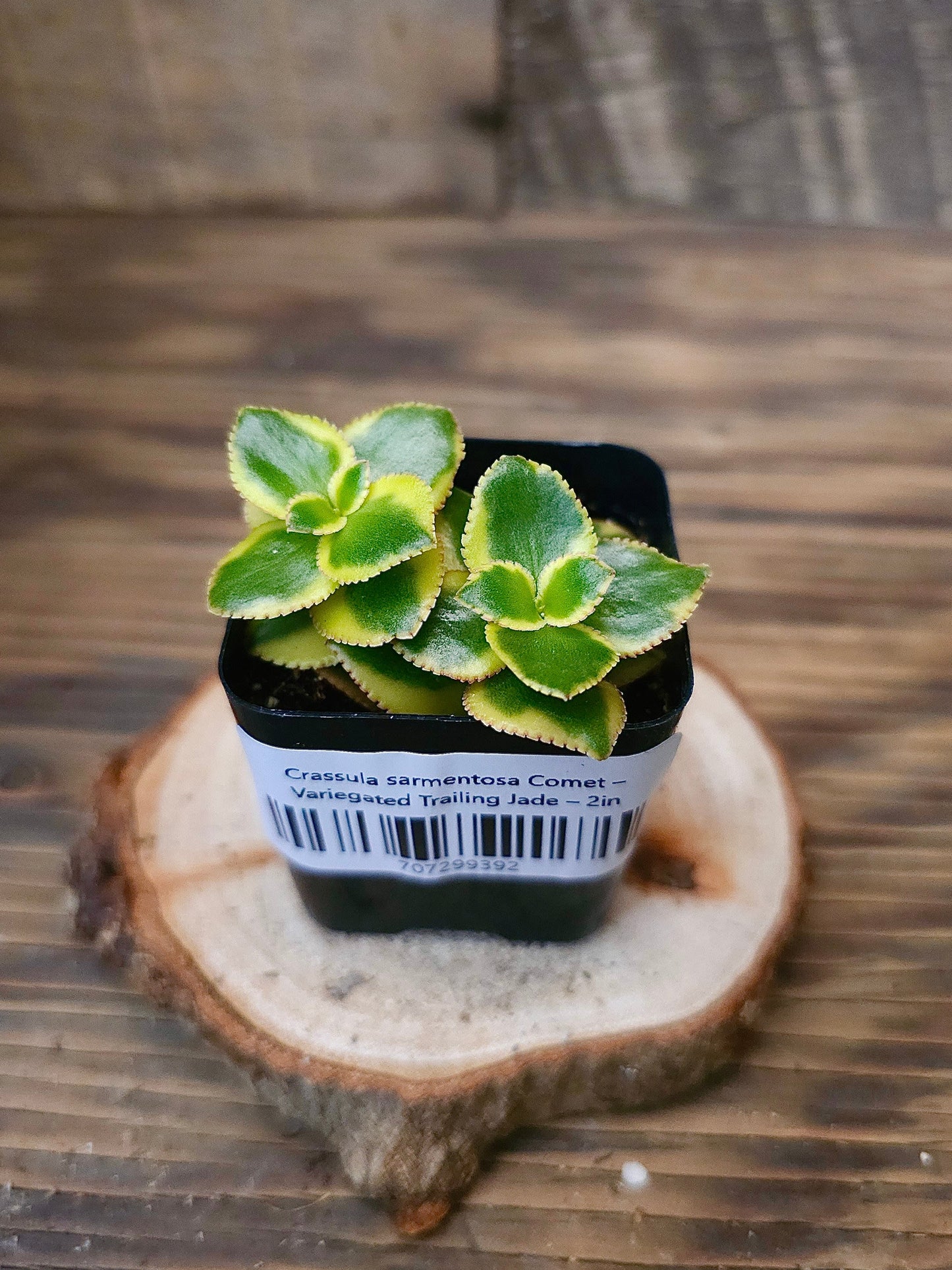 Crassula sarmentosa 'Comet' – Variegated Trailing Jade – 2in