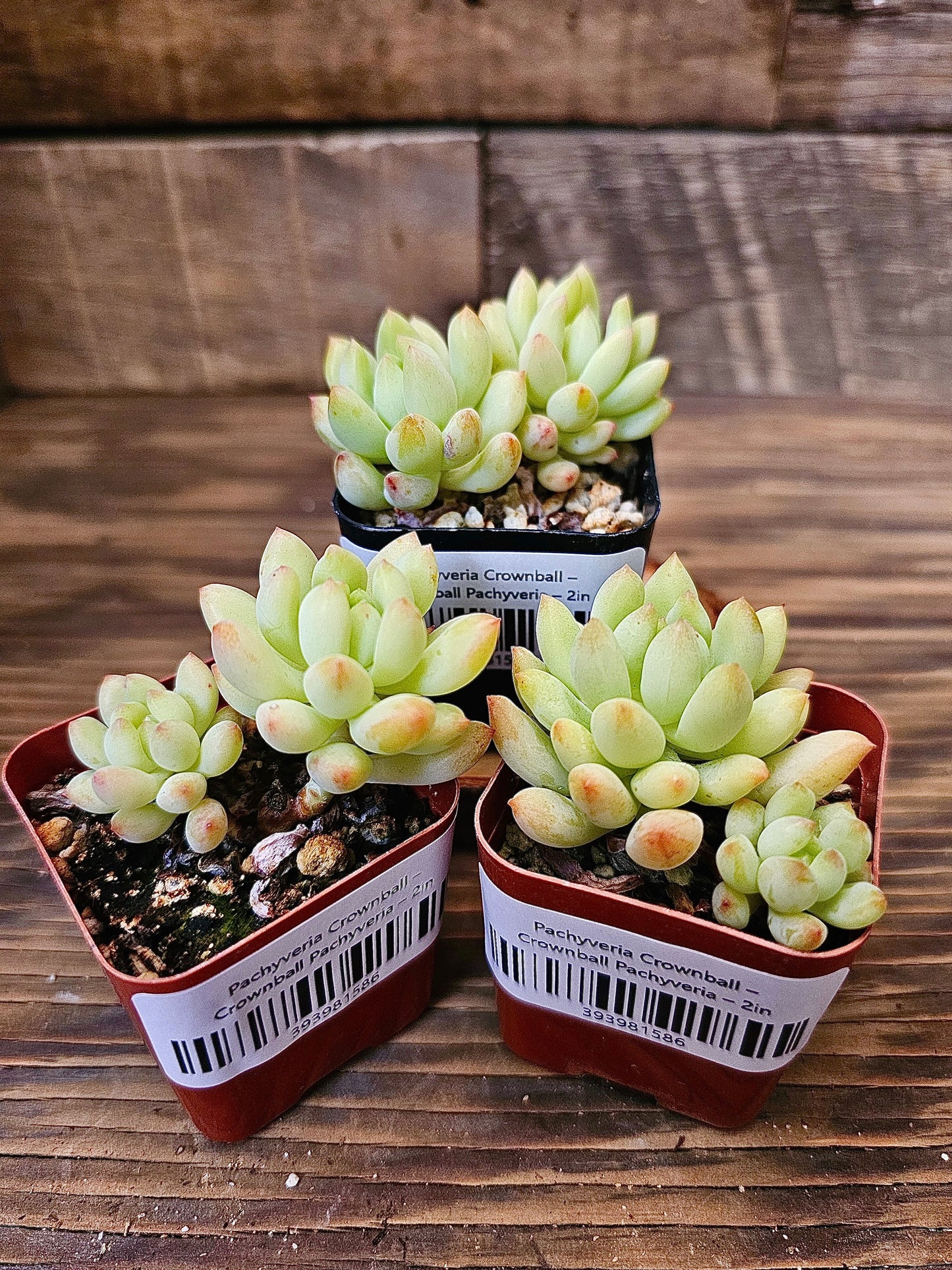 Pachyveria 'Crownball' – Crownball Pachyveria – 2in