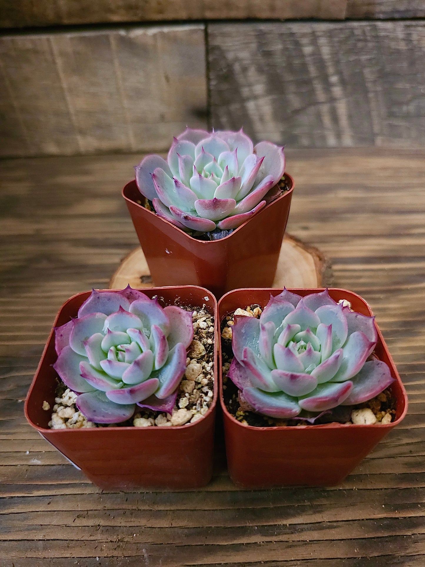 Echeveria laulensis – Laulensis Echeveria – 2in