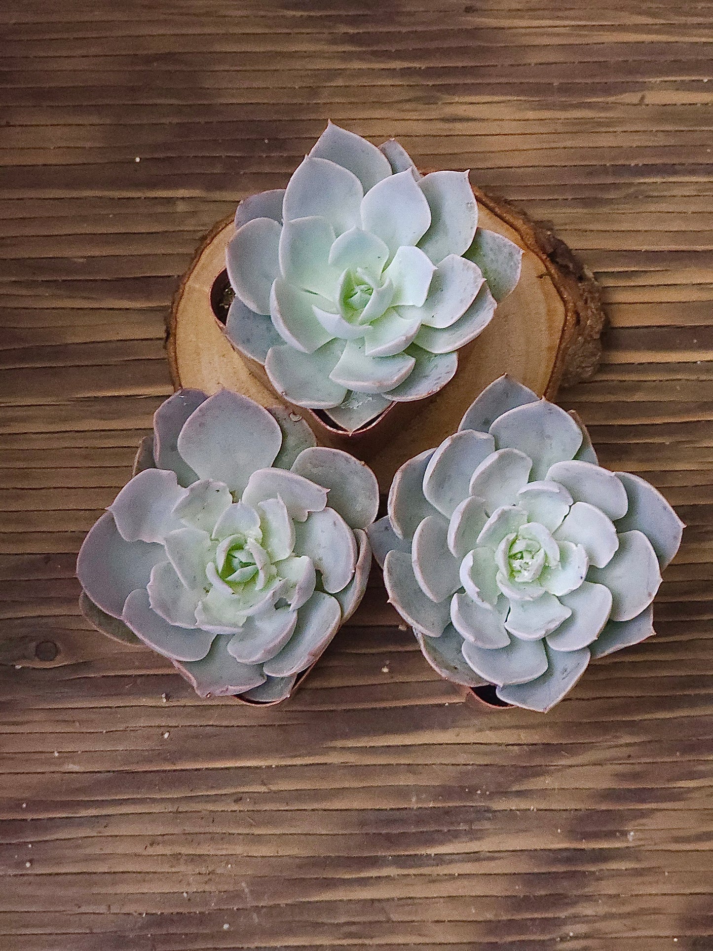 Echeveria lilacina – Ghost Echeveria – 2in