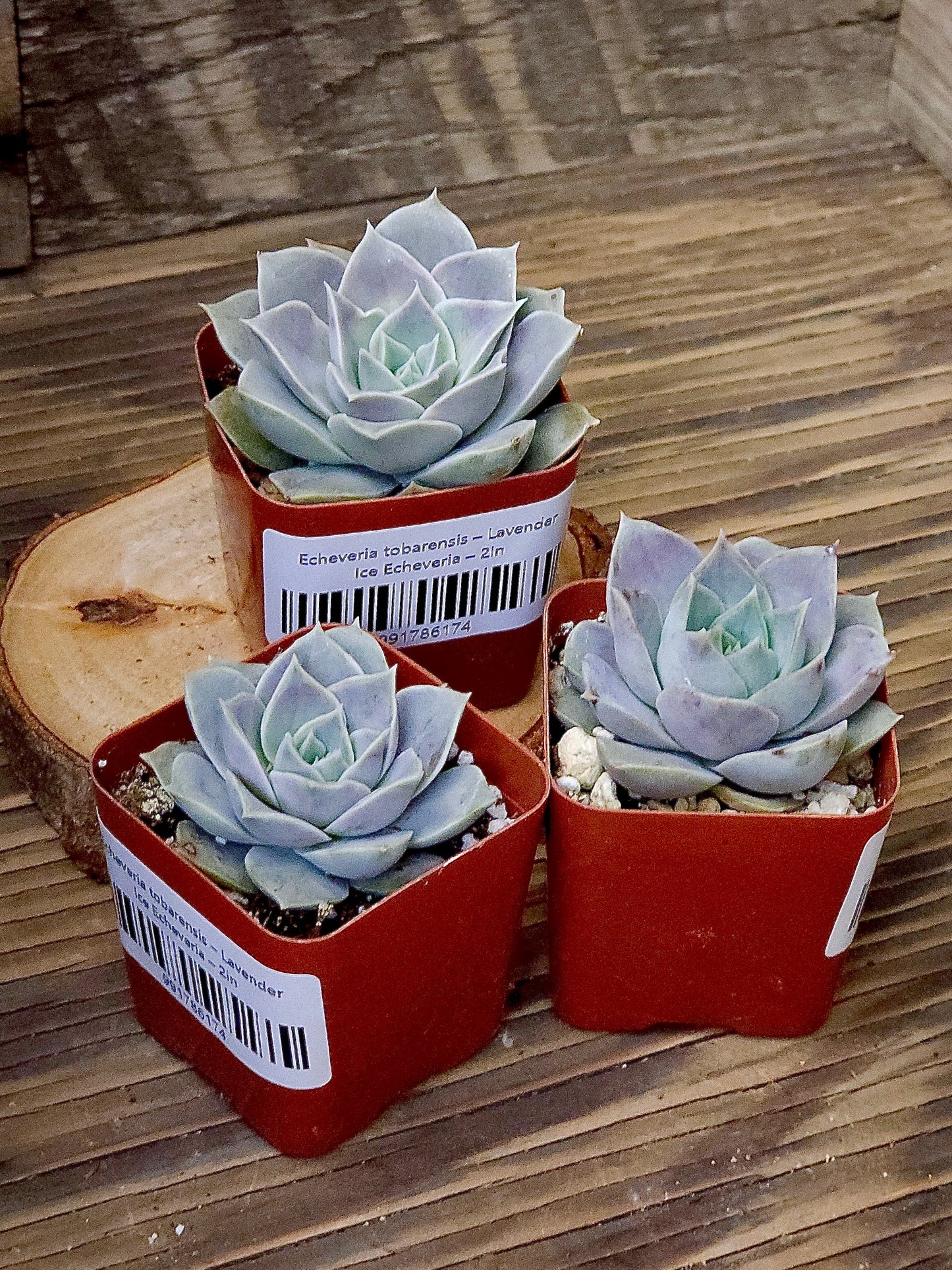 Echeveria tobarensis – Lavender Ice Echeveria – 2in
