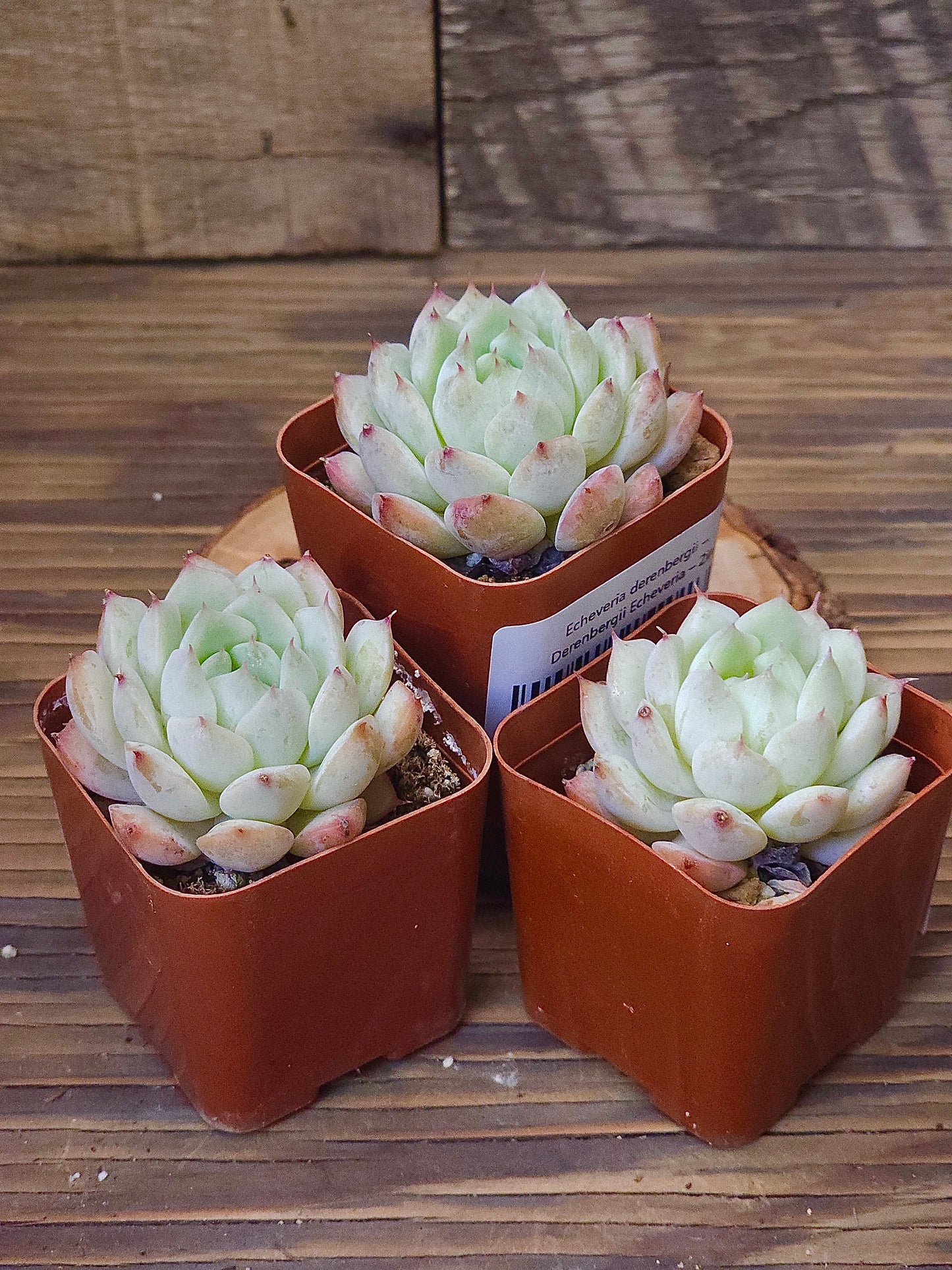 Echeveria derenbergii – Derenbergii Echeveria – 2in