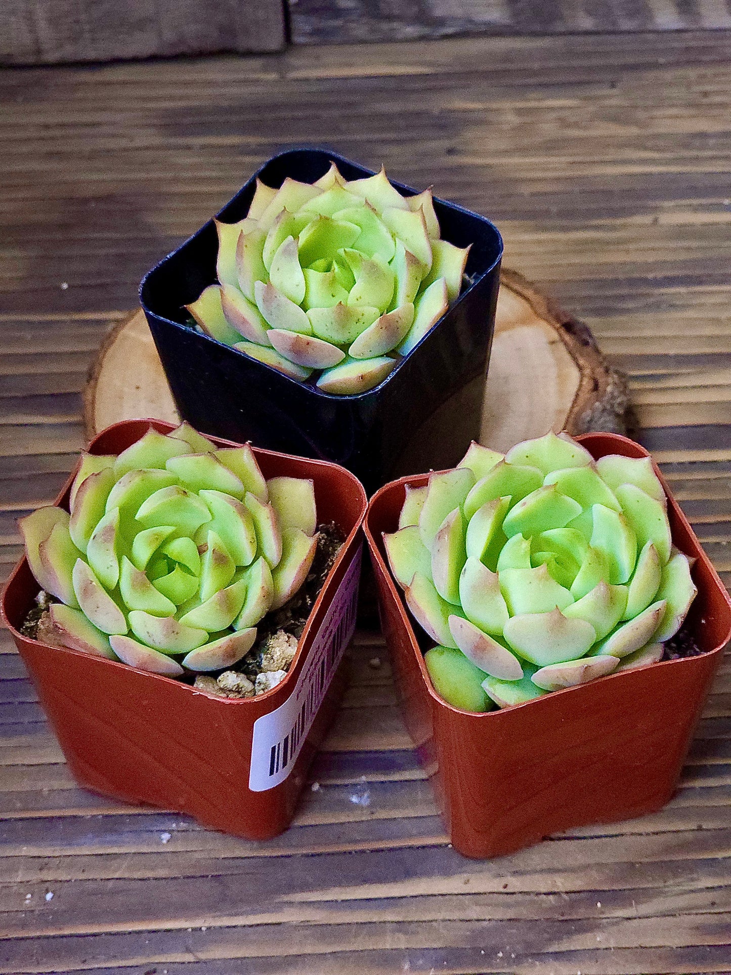Echeveria ‘Gusto’ – Gusto Echeveria – 2in