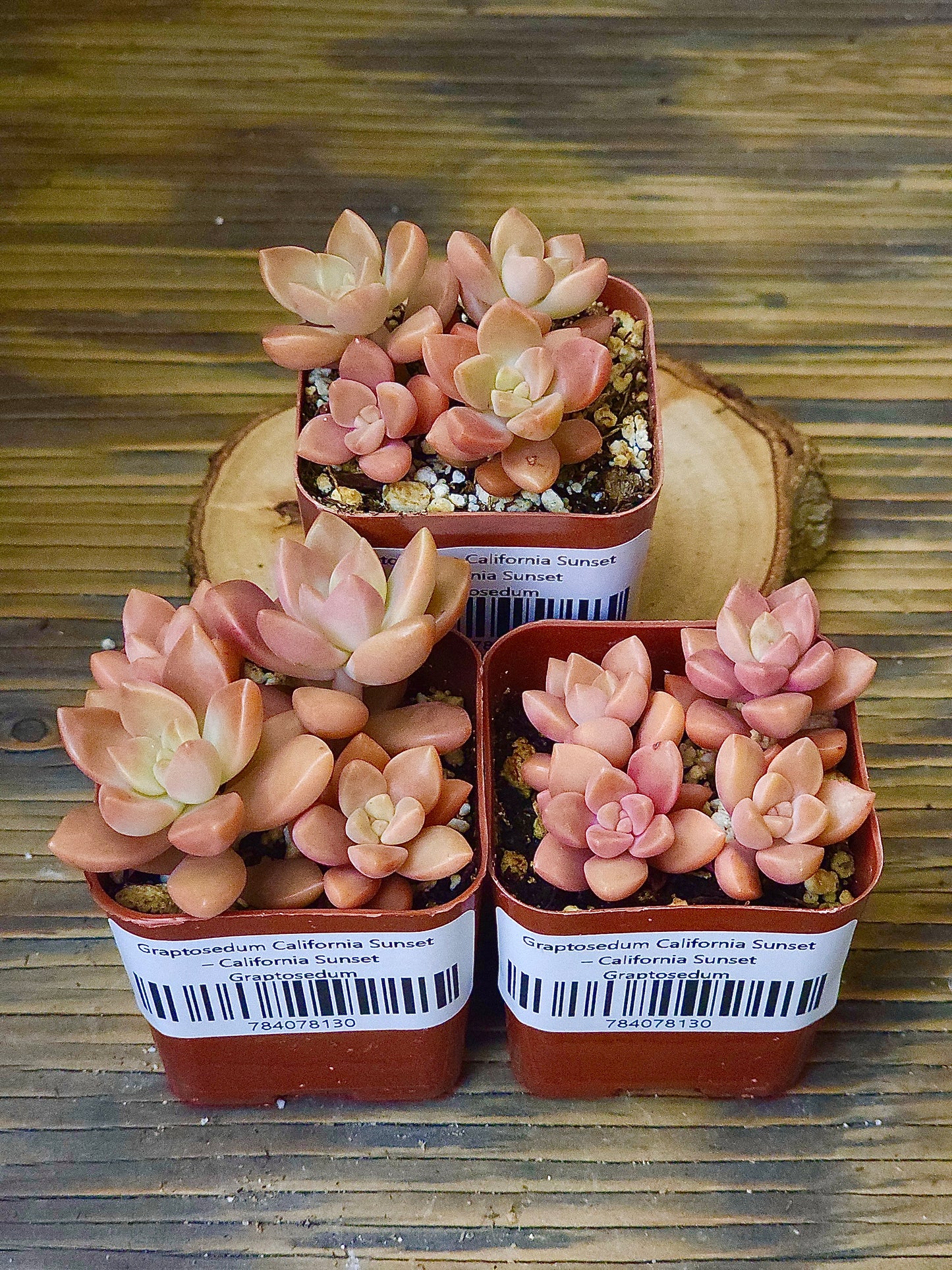 Graptosedum 'California Sunset' – California Sunset Graptosedum