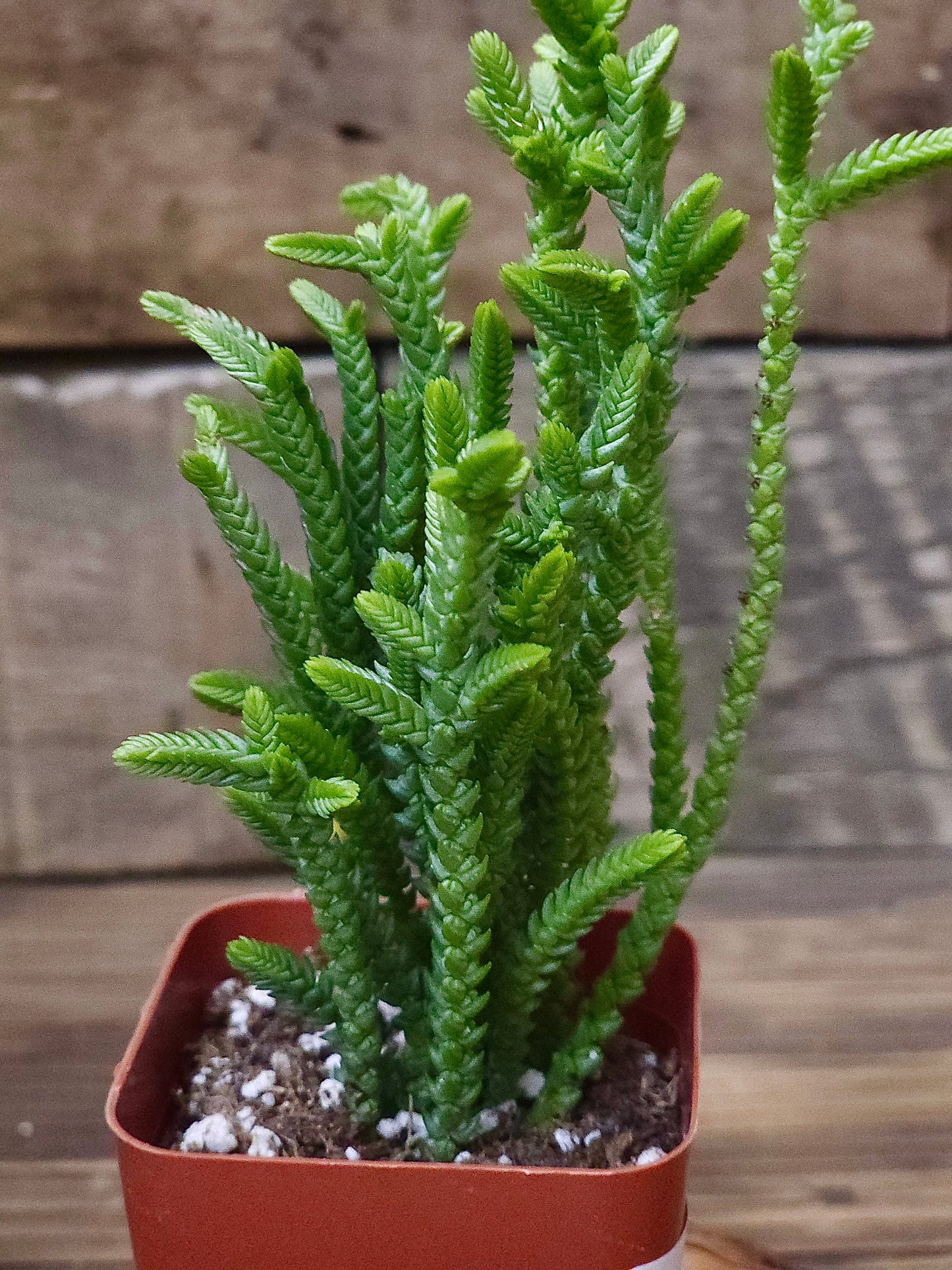 Crassula muscosa – Watch Chain Succulent – 2in