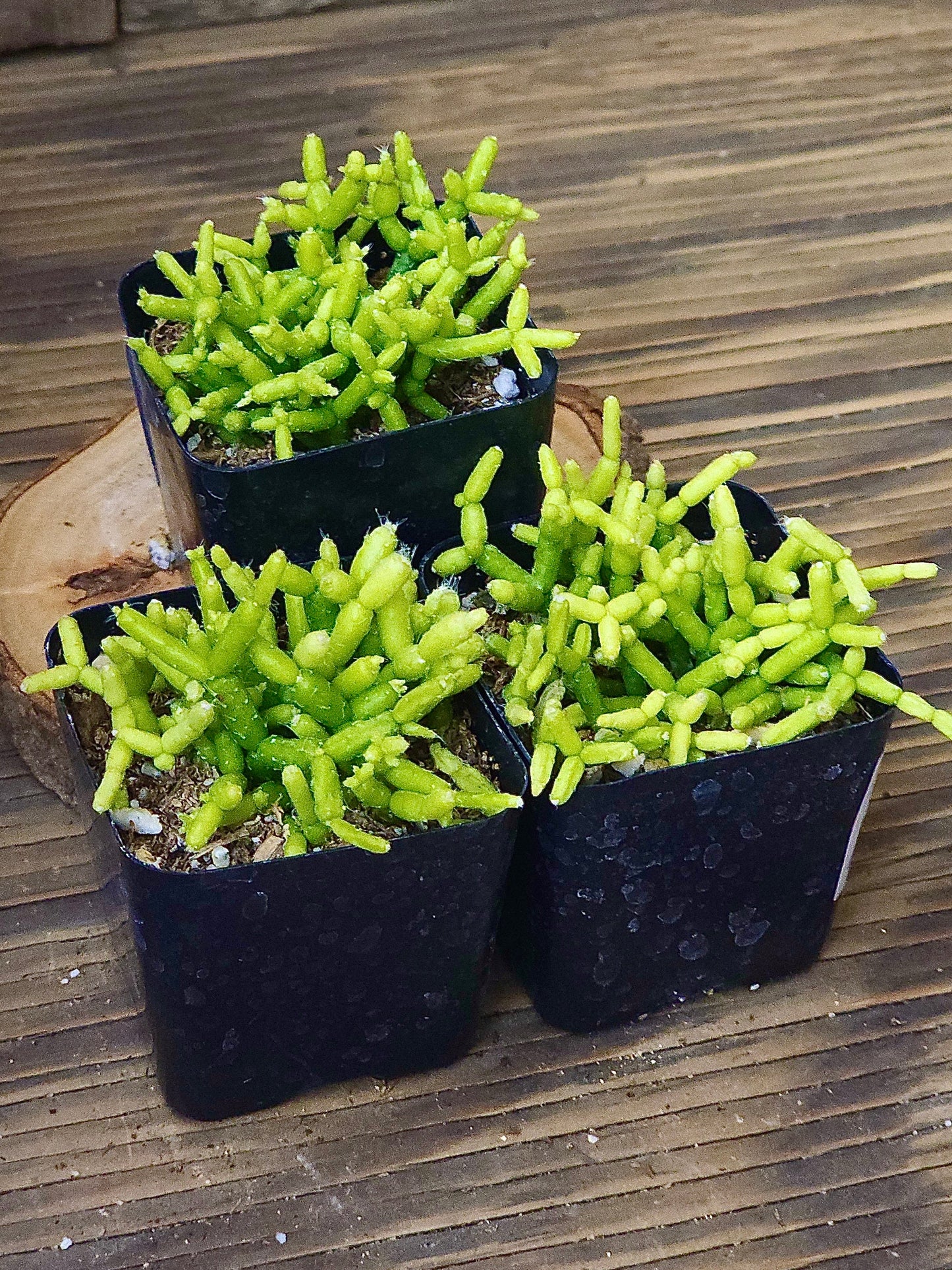Rhipsalis cereuscula – Green Coral Cactus – 2in