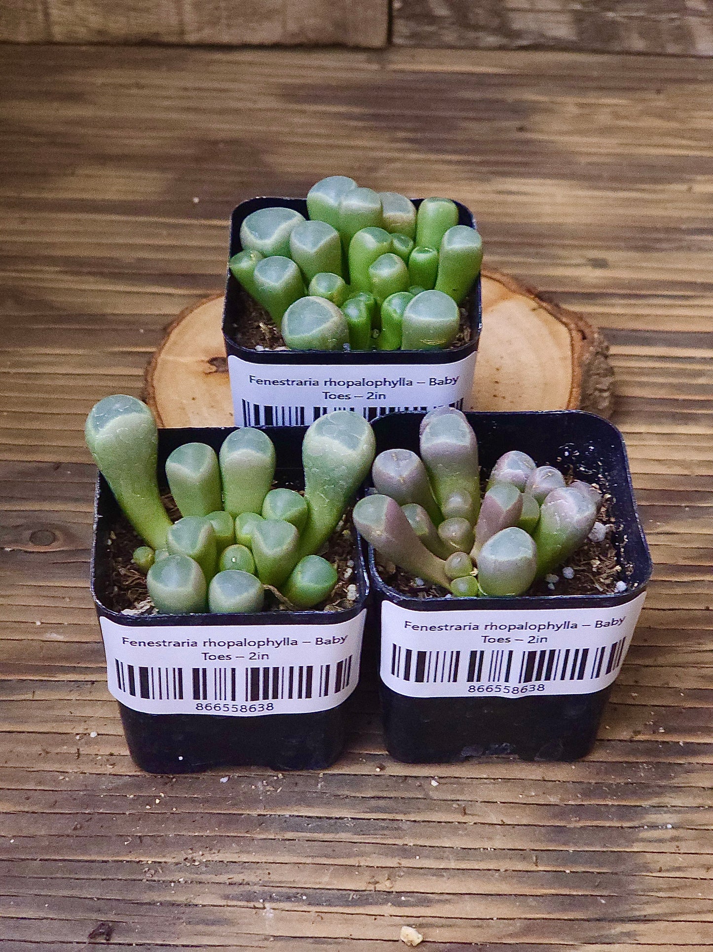 Fenestraria rhopalophylla – Baby Toes – 2in