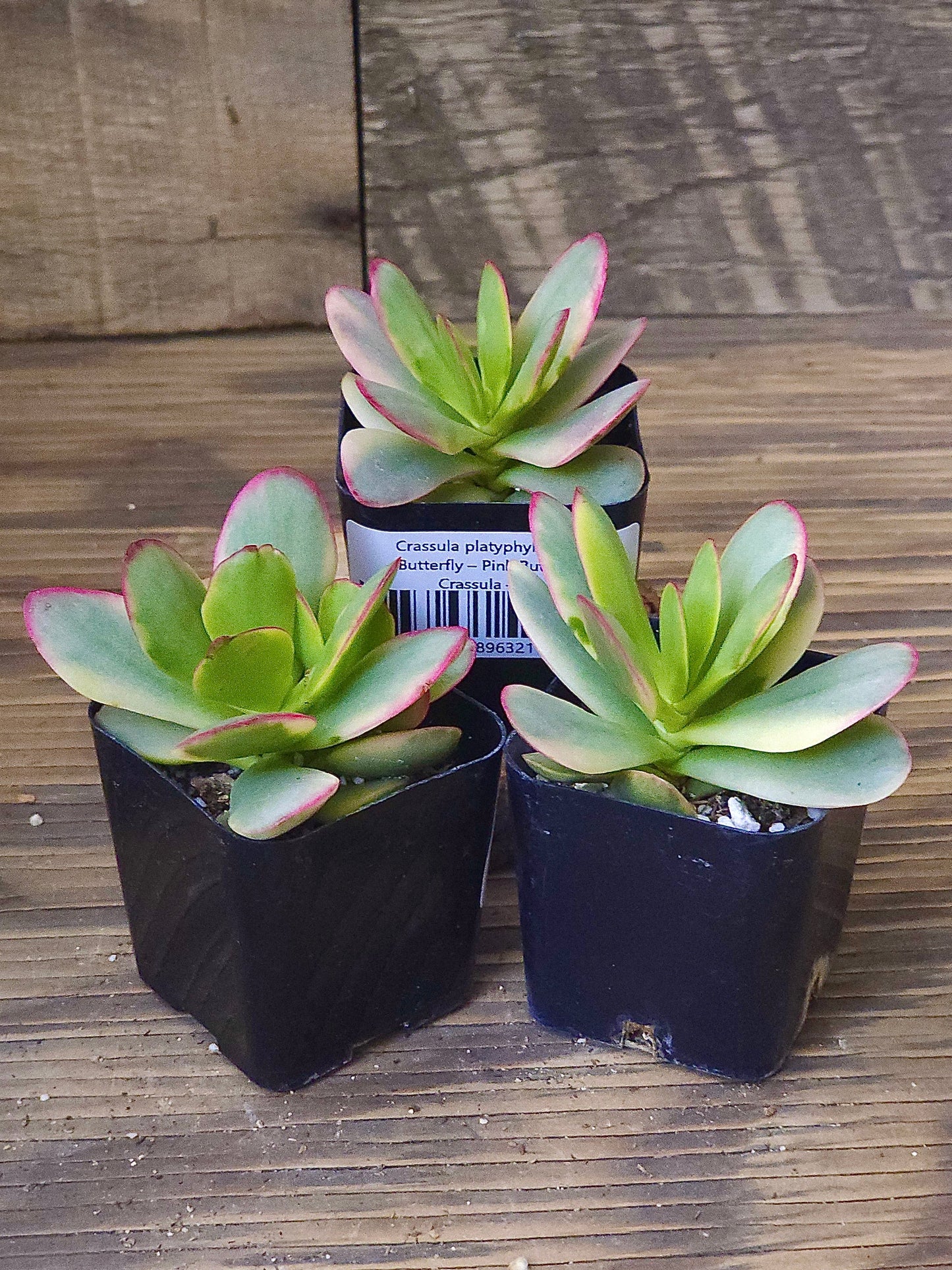 Crassula platyphylla 'Pink Butterfly' – Pink Butterfly Crassula – 2in