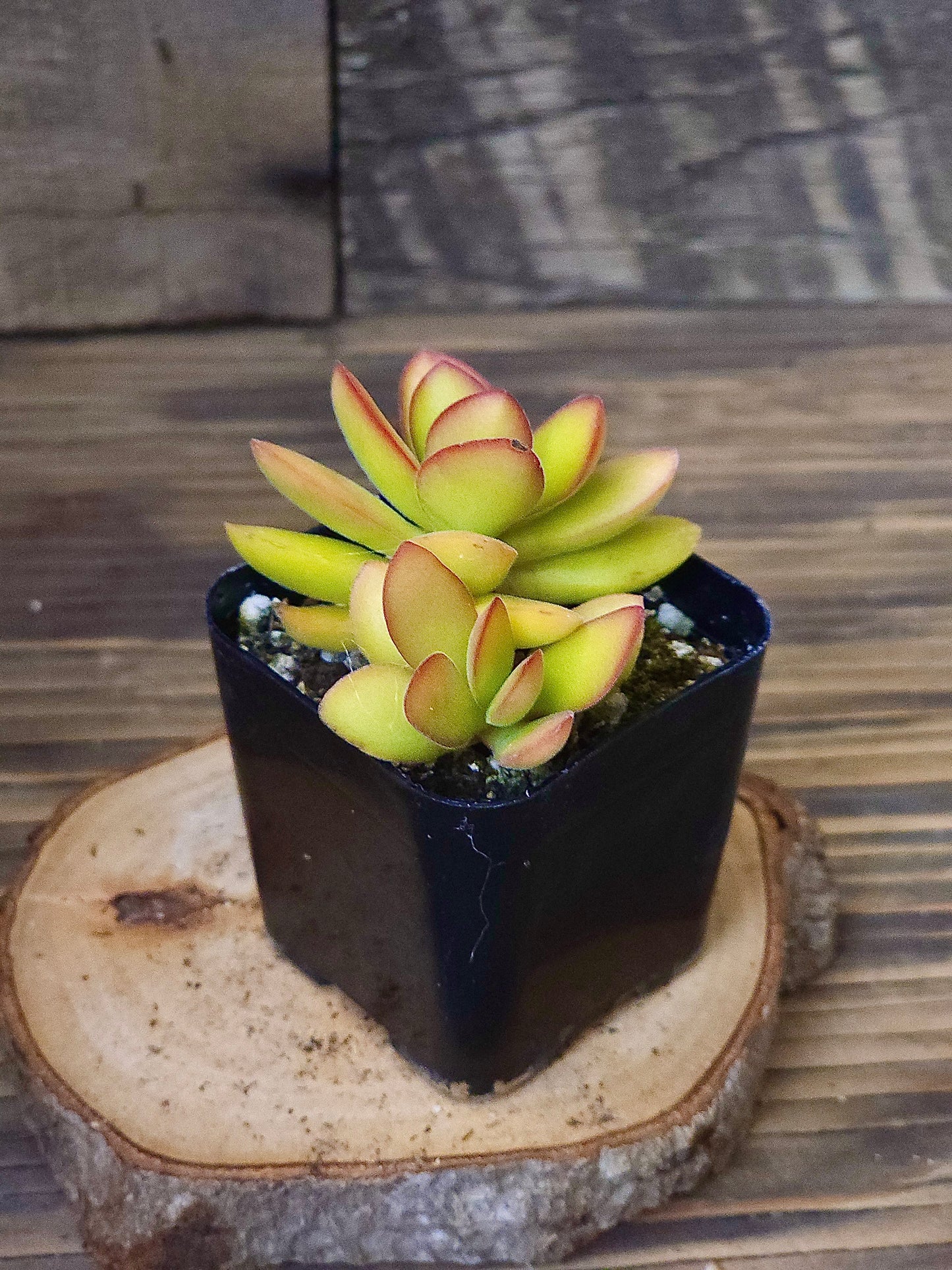 Crassula swaziensis 'Money Maker Variegata' – Variegated Money Maker Crassula – 2in