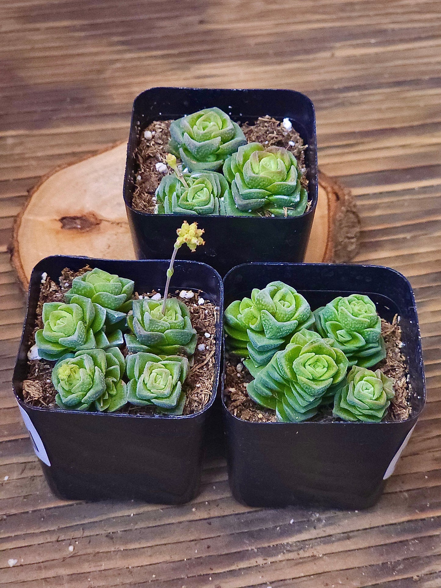 Crassula 'Dorothy' – Dorothy Crassula – 2in