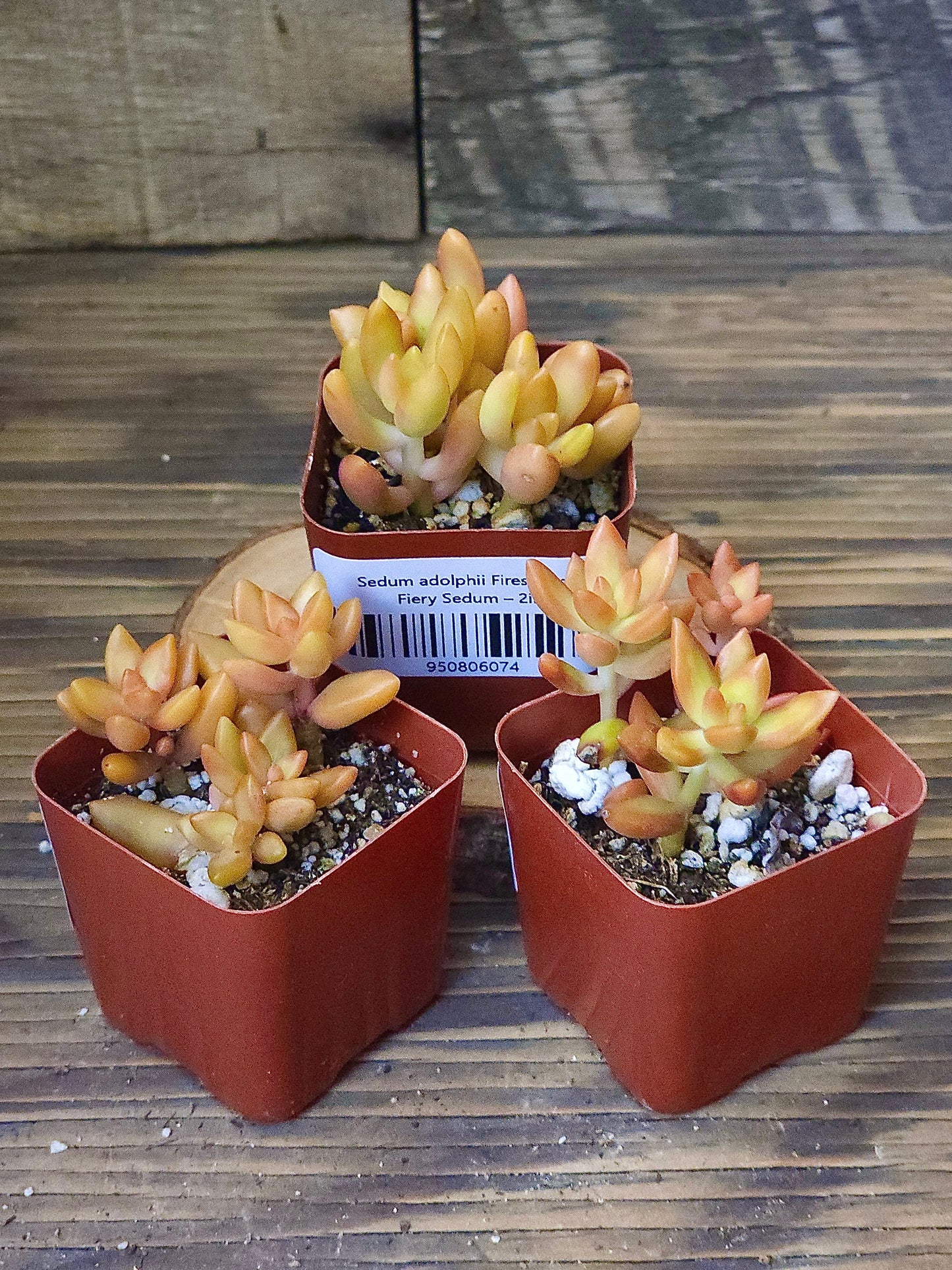 Sedum adolphii 'Firestorm' – Fiery Sedum – 2in