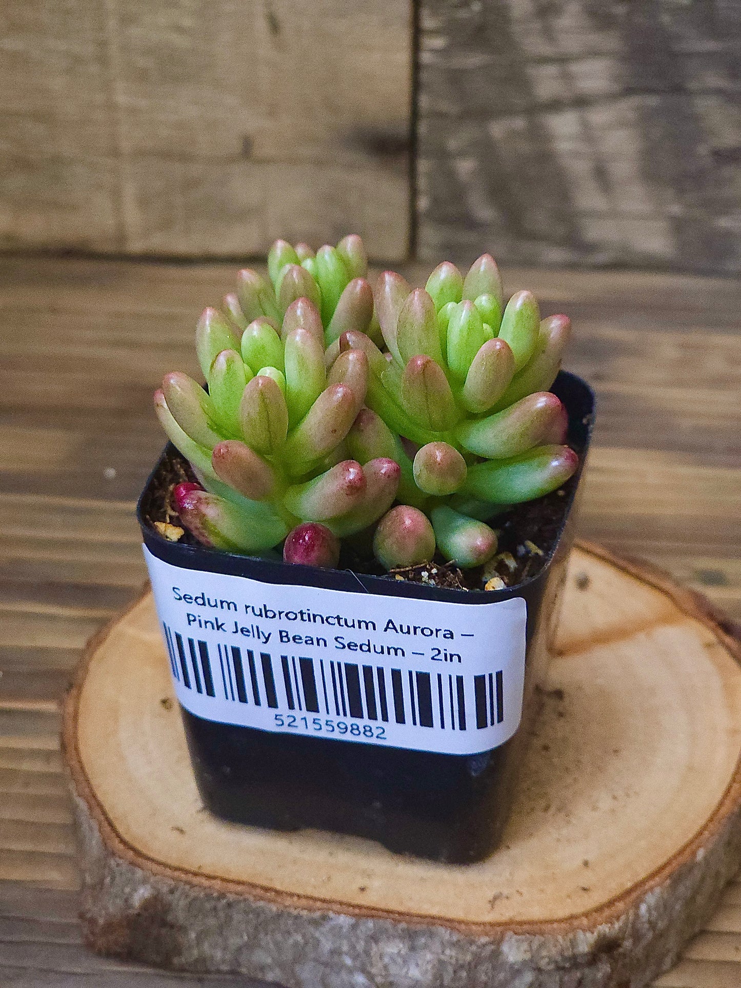 Sedum rubrotinctum 'Aurora' – Pink Jelly Bean Sedum – 2in