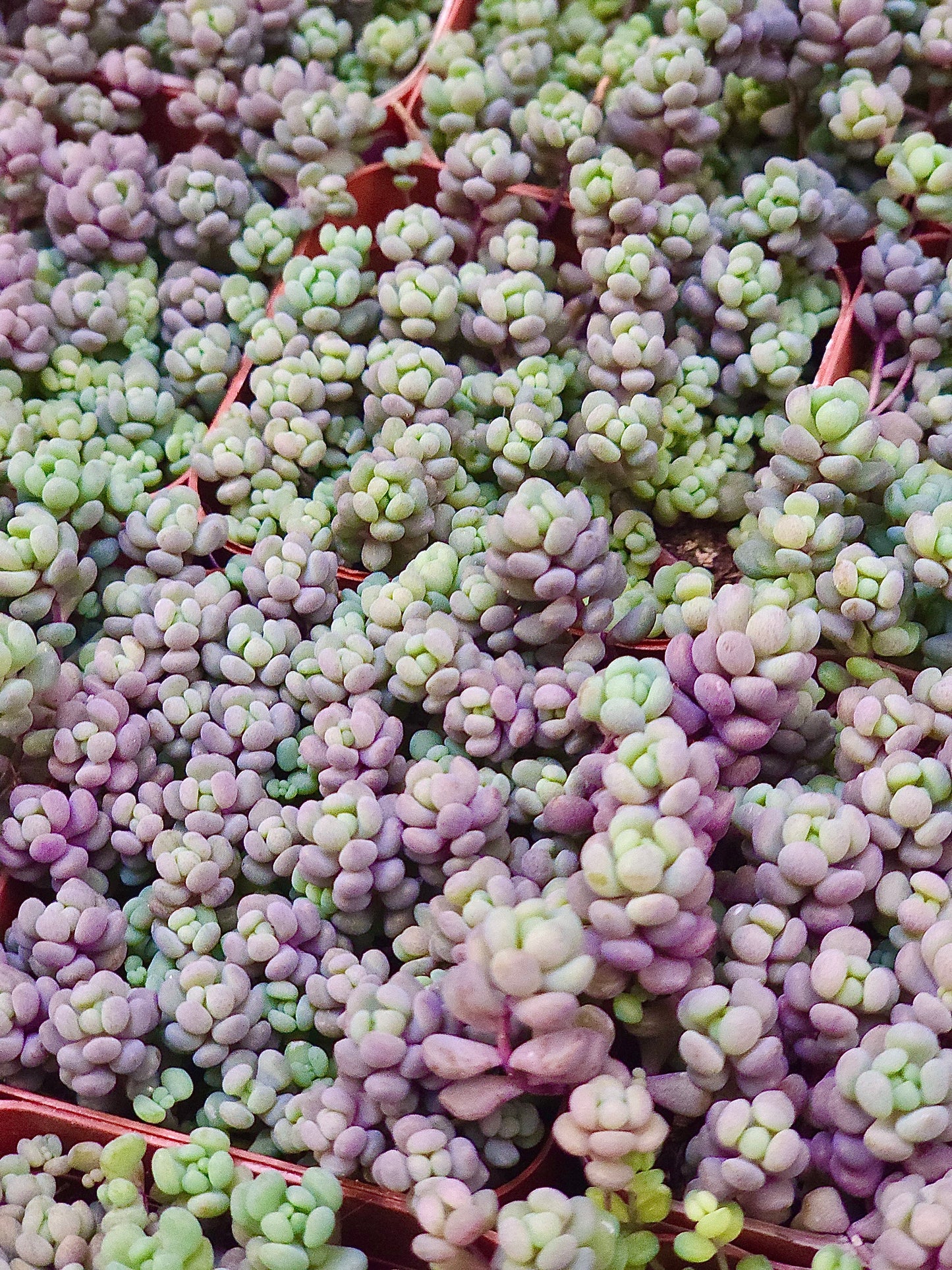 Sedum dasyphyllum – Corsican Stonecrop – 2in