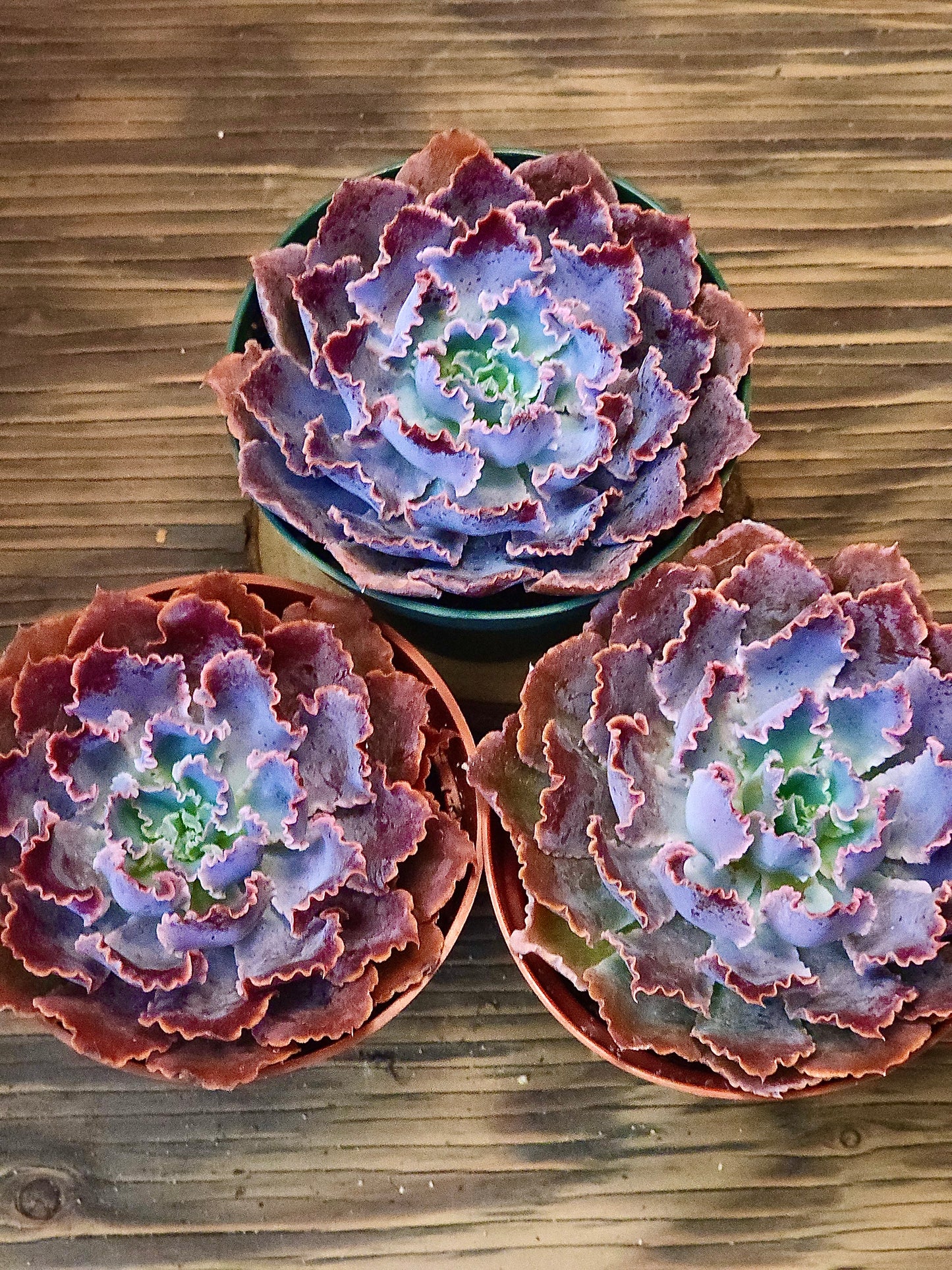 Echeveria 'Neon Breakers' – Neon Breakers Echeveria – 4in