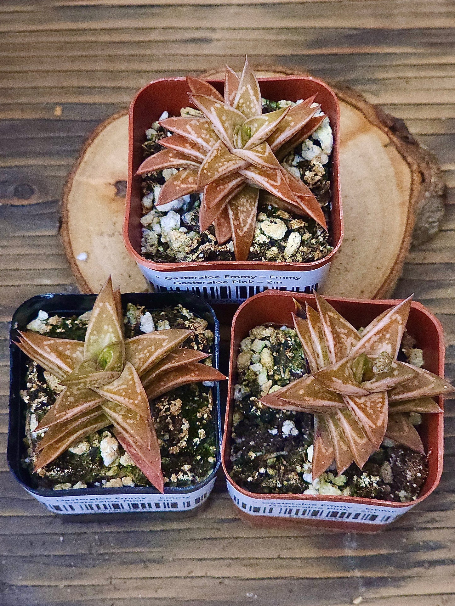 × Gasteraloe 'Emmy' – Emmy Gasteraloe Pink – 2in