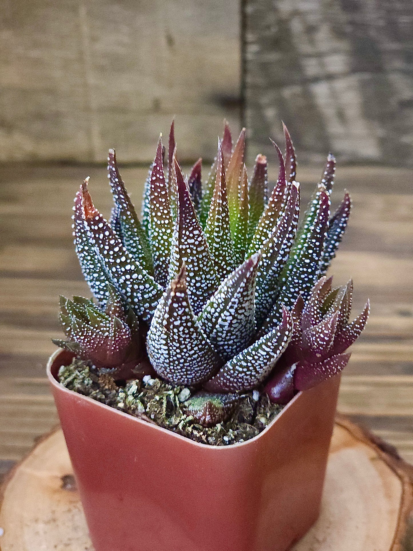 Haworthia attenuata 'Concolor' – Concolor Haworthia – 2in