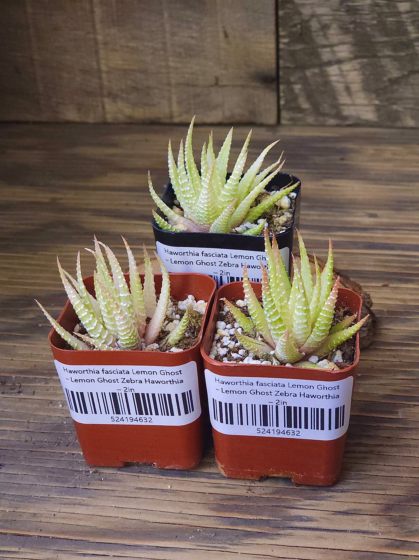 Haworthia fasciata 'Lemon Ghost' – Lemon Ghost Zebra Haworthia – 2in
