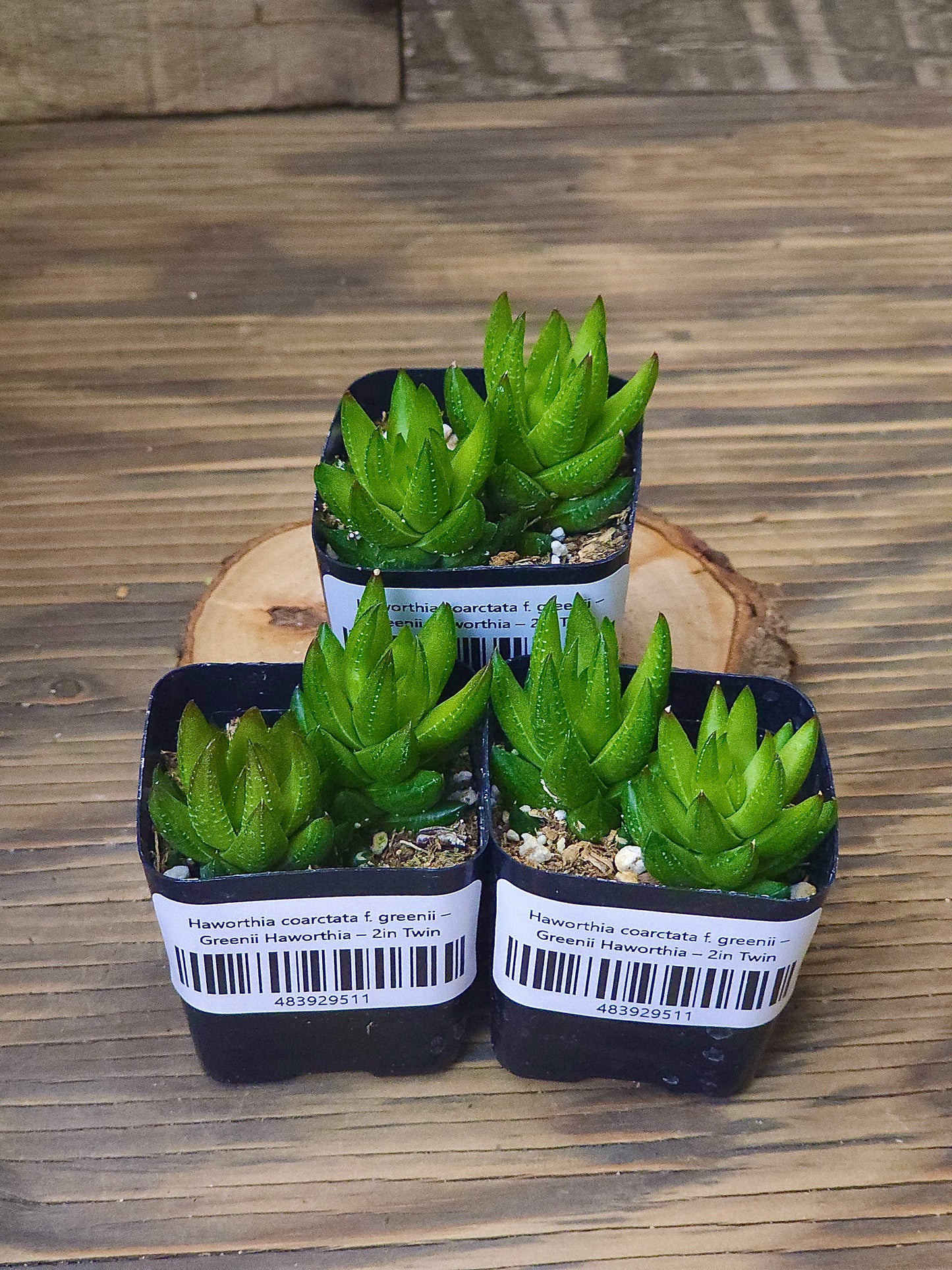 Haworthia coarctata f. greenii – Greenii Haworthia – 2in Twin