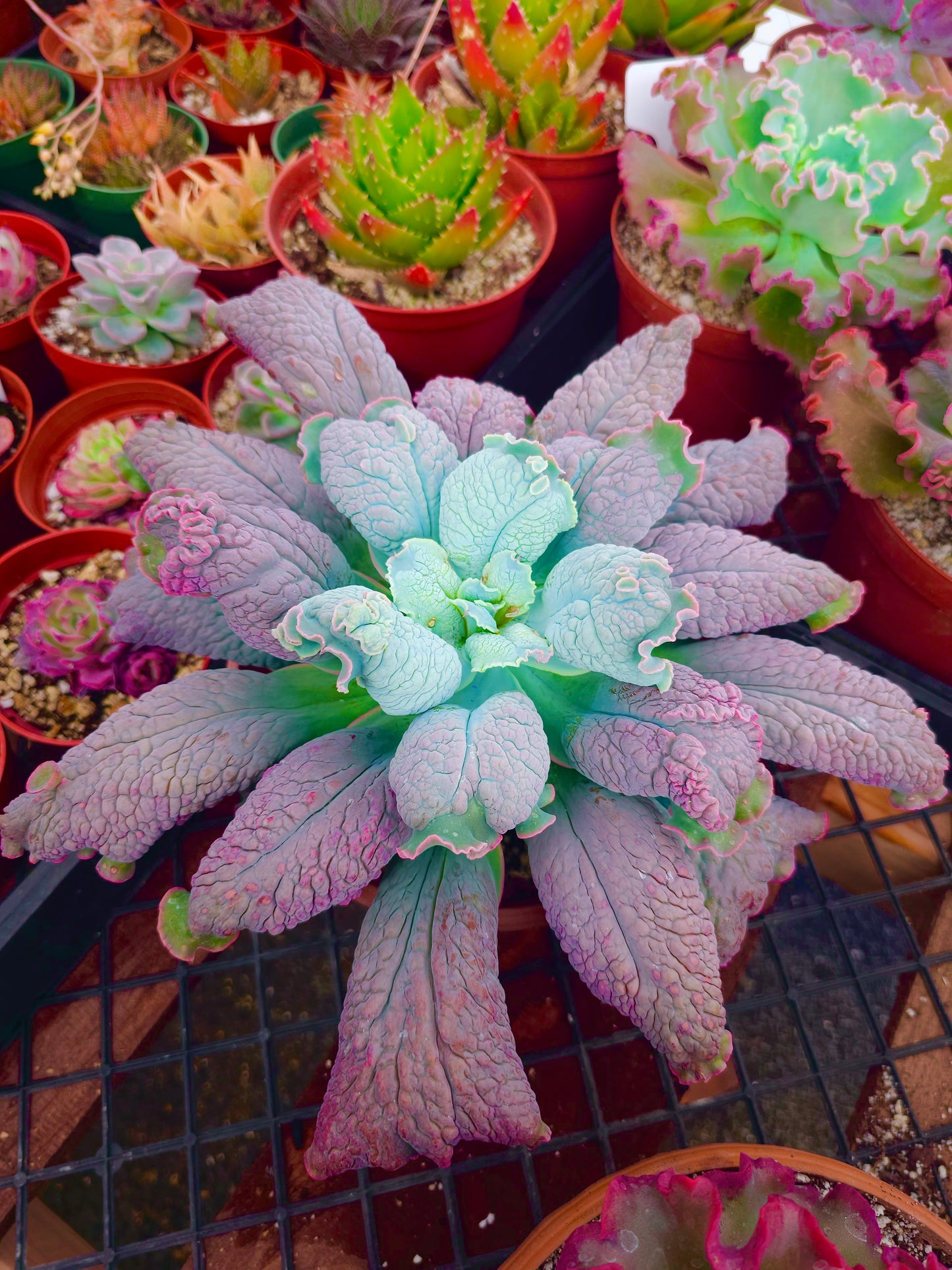 Echeveria hybrid 'Linguas' – Linguas Echeveria – 8IN
