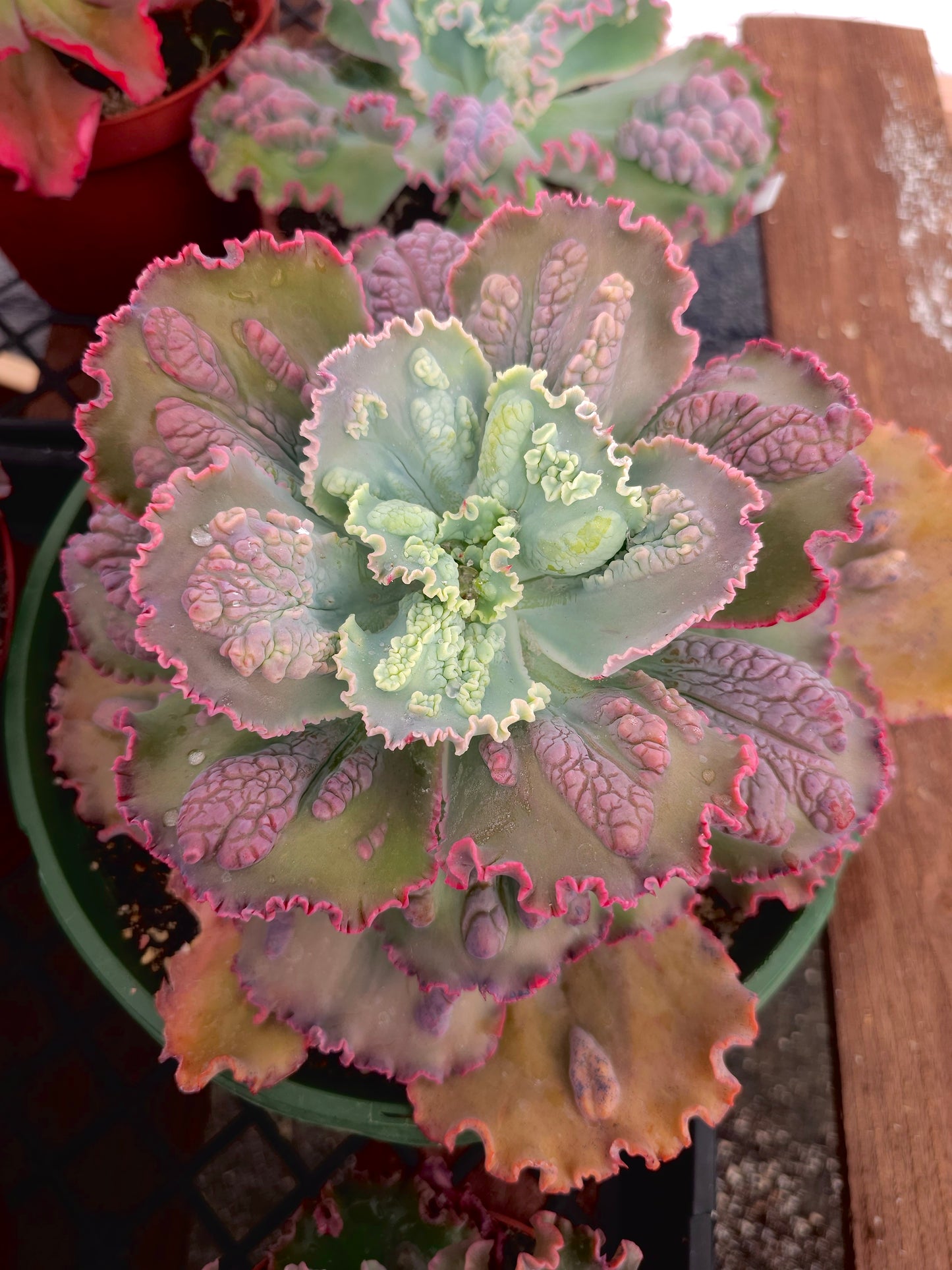 Echeveria hybrid 'Midway' – Midway Echeveria – 12IN