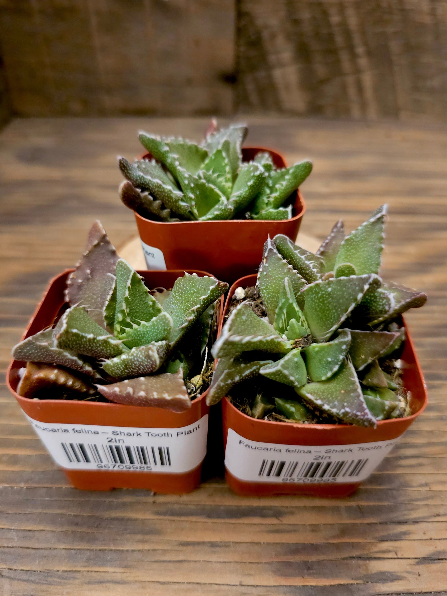 Faucaria felina – Shark Tooth Plant