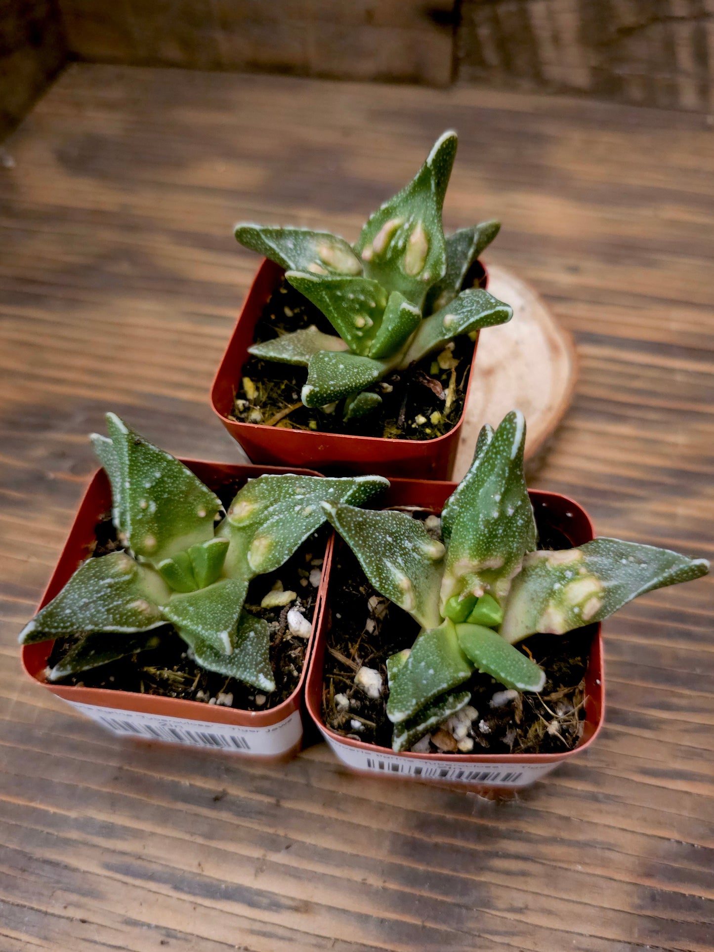 Faucaria tigrina 'Tuberculosa' – Tiger Jaws