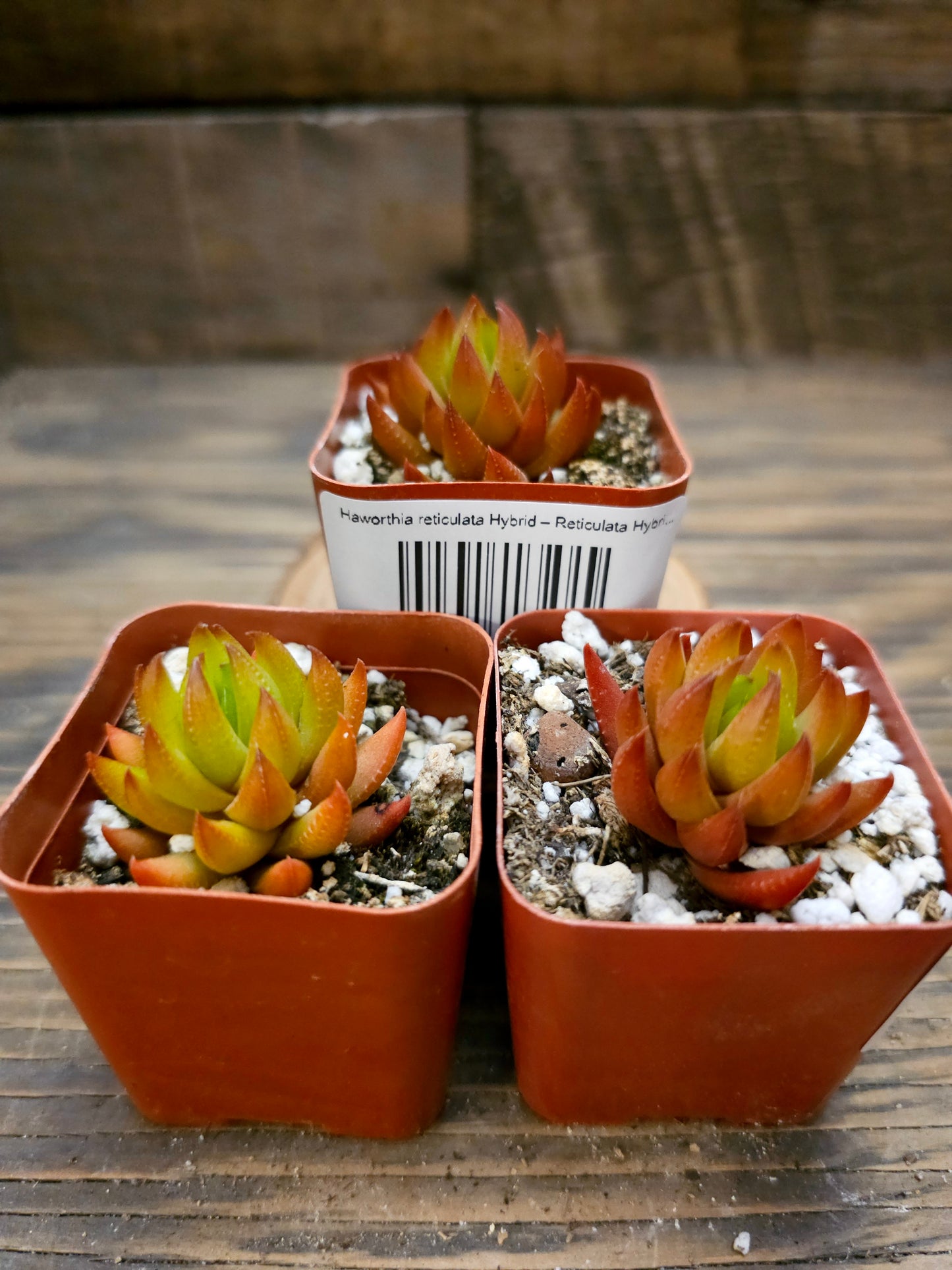 Haworthia reticulata Hybrid – Reticulata Hybrid Haworthia