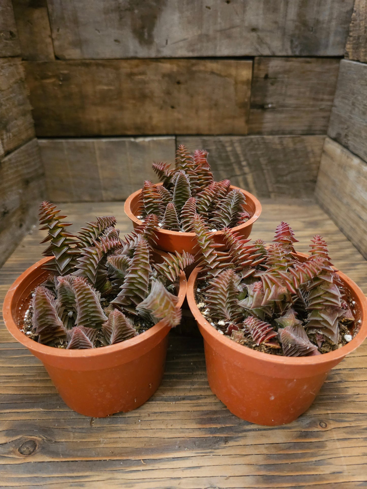 Crassula 'Pagoda Village' – Pagoda Village Crassula