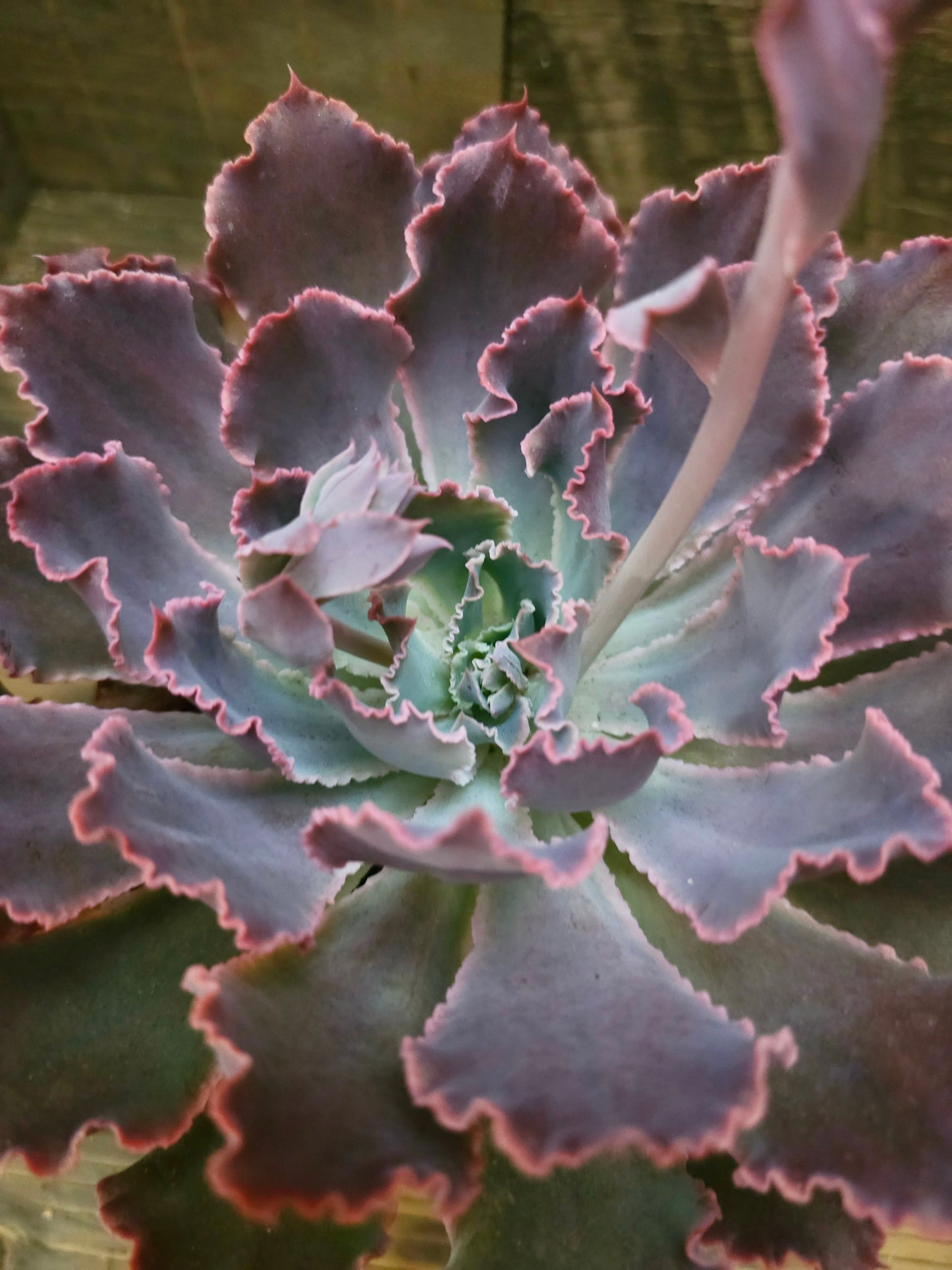 Echeveria 'Neon Breakers' – Neon Breakers Echeveria