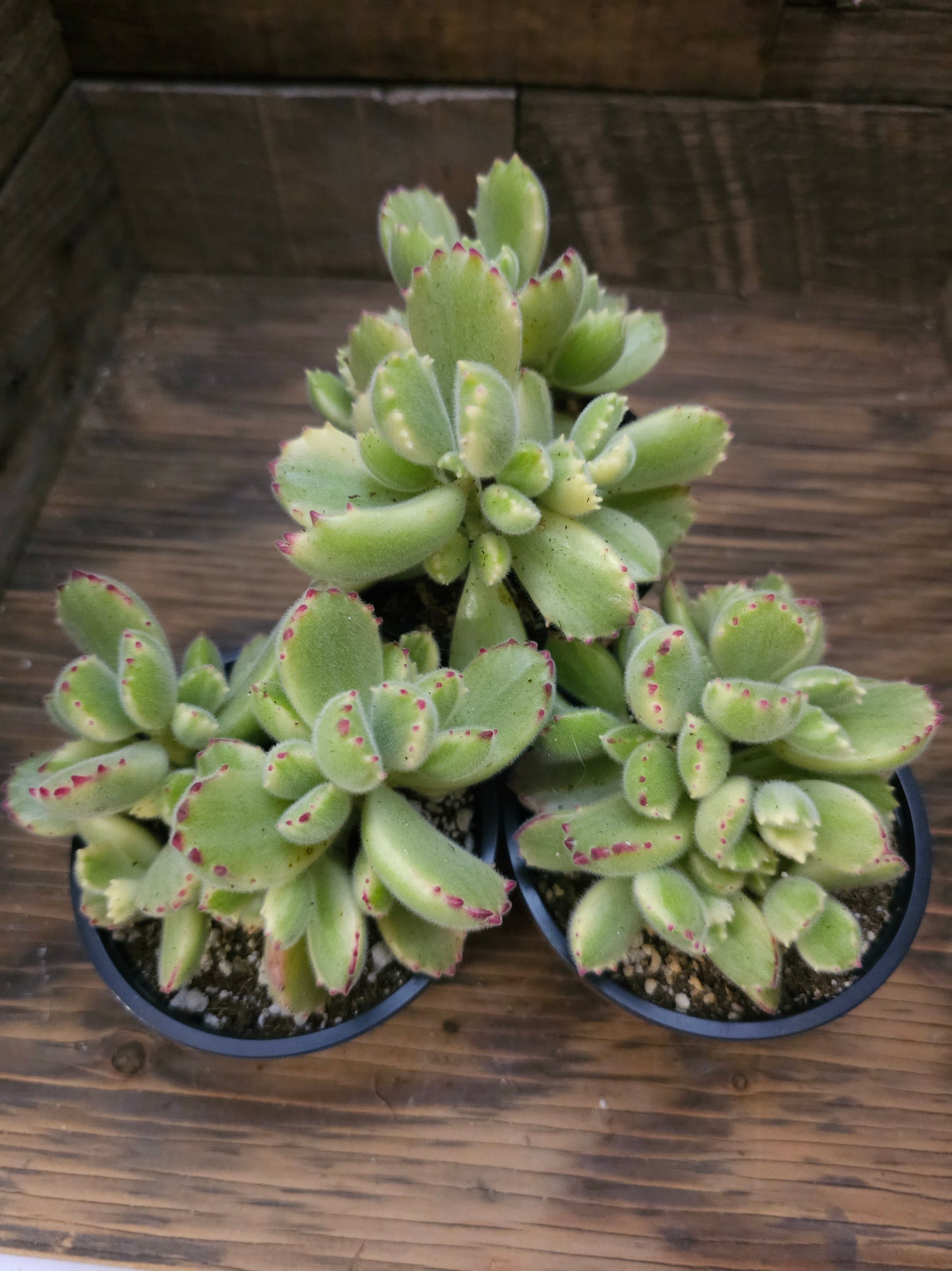 Cotyledon tomentosa 'Variegata' – Variegated Bear's Paw