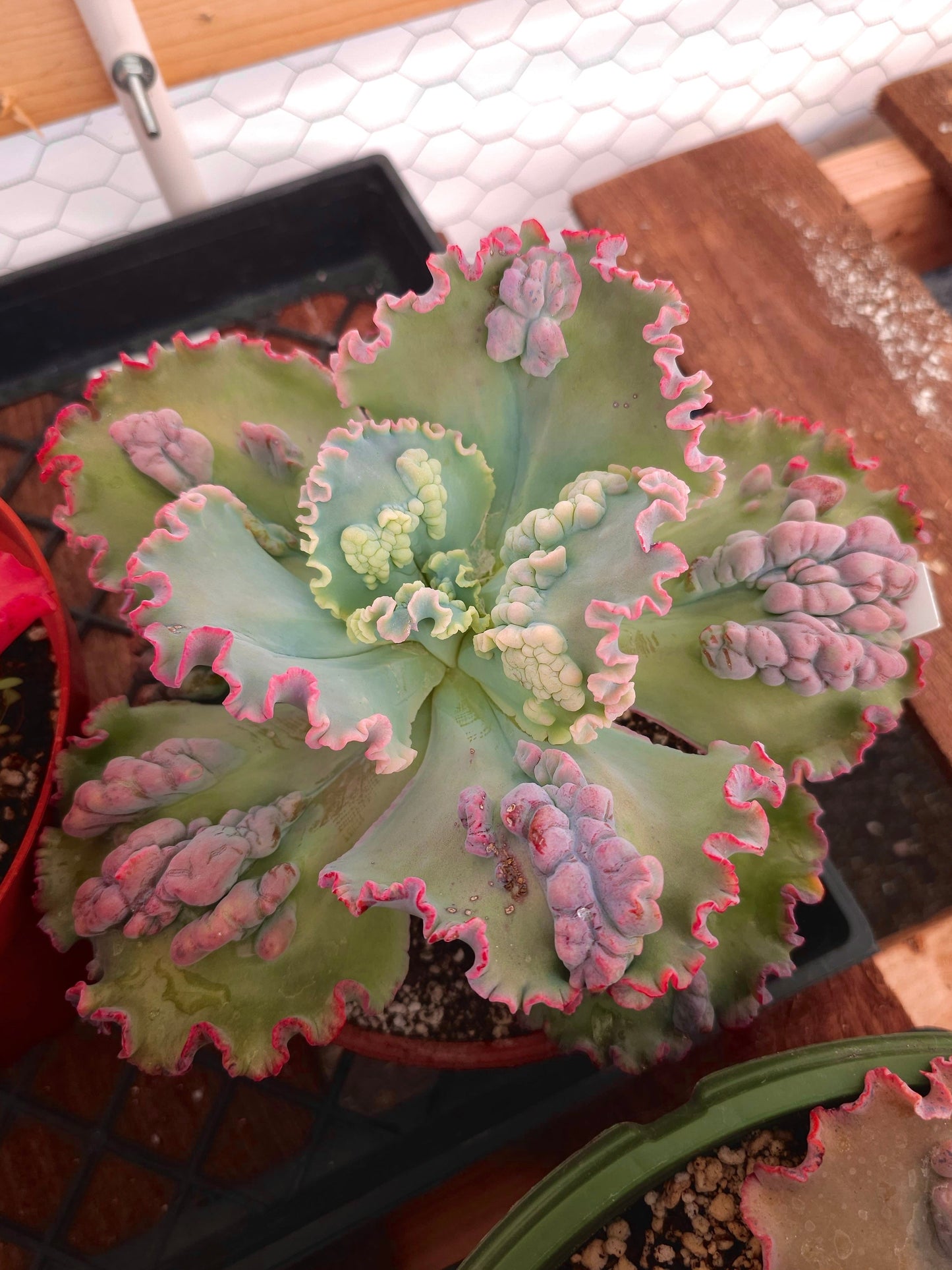 Echeveria hybrid 'Dragonas' – Dragonas Echeveria