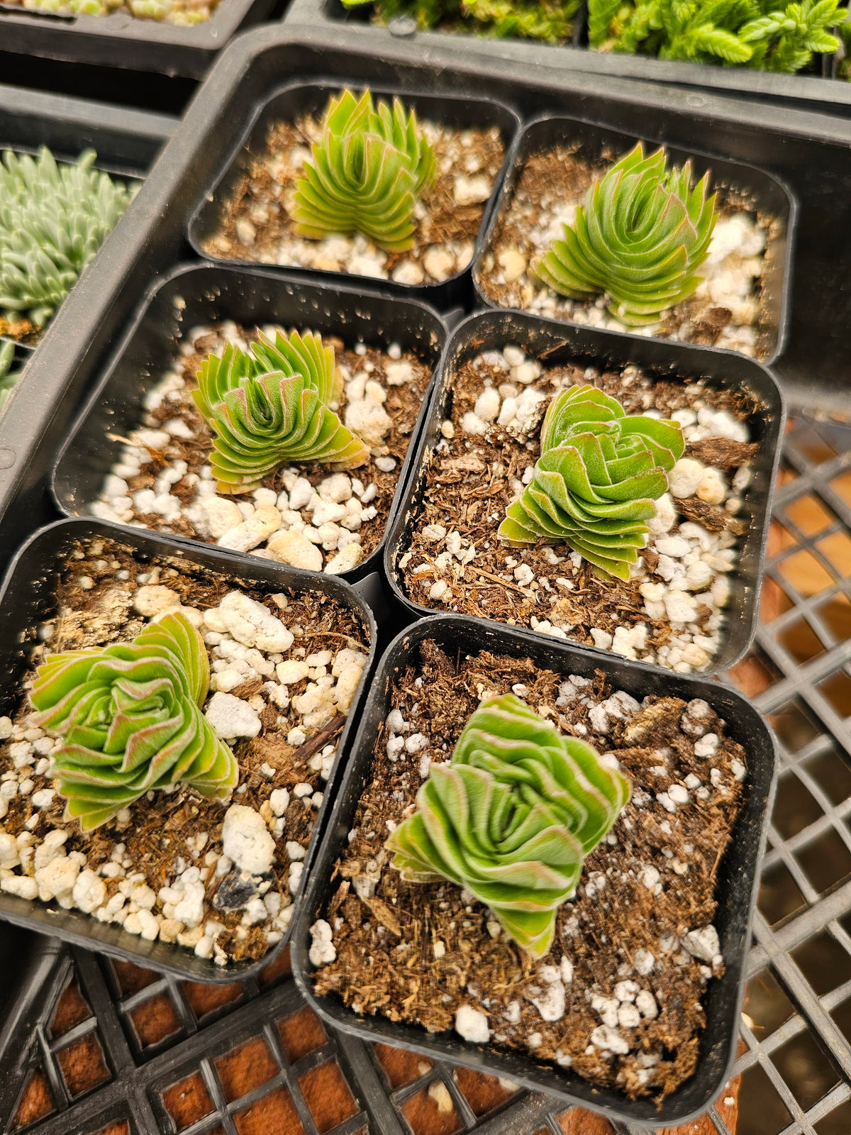 Crassula 'Buddha's Temple' – Buddha's Temple 2 in