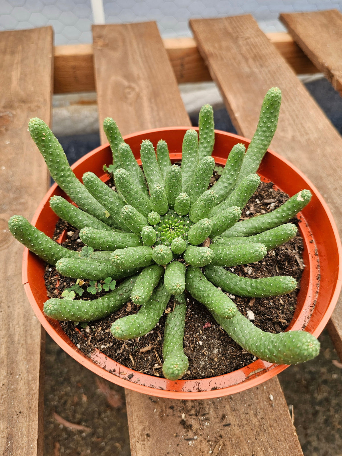 Euphorbia inermis – Medusa's Head 8 in