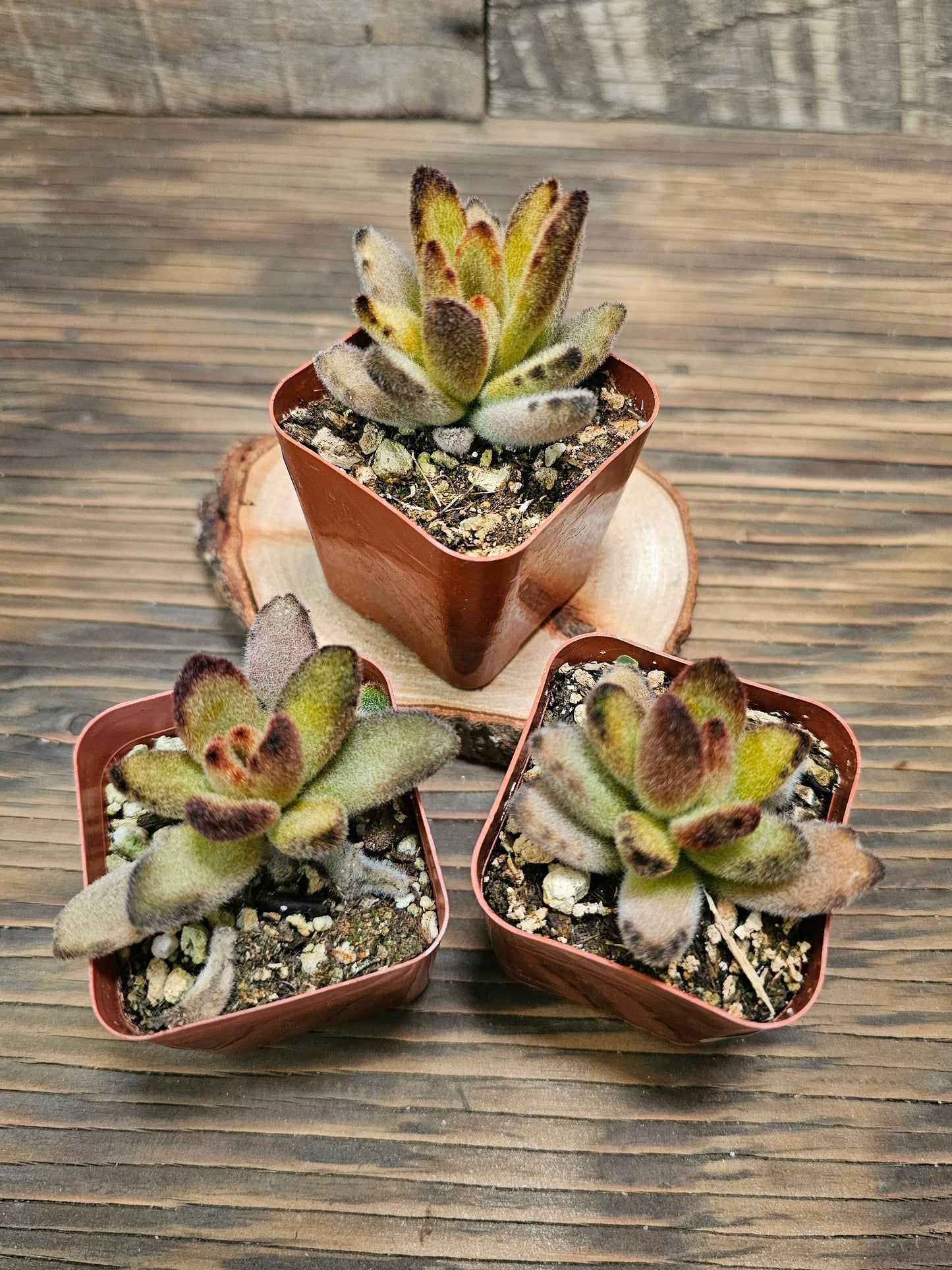 Kalanchoe tomentosa - Chocolate Soldier - 2in