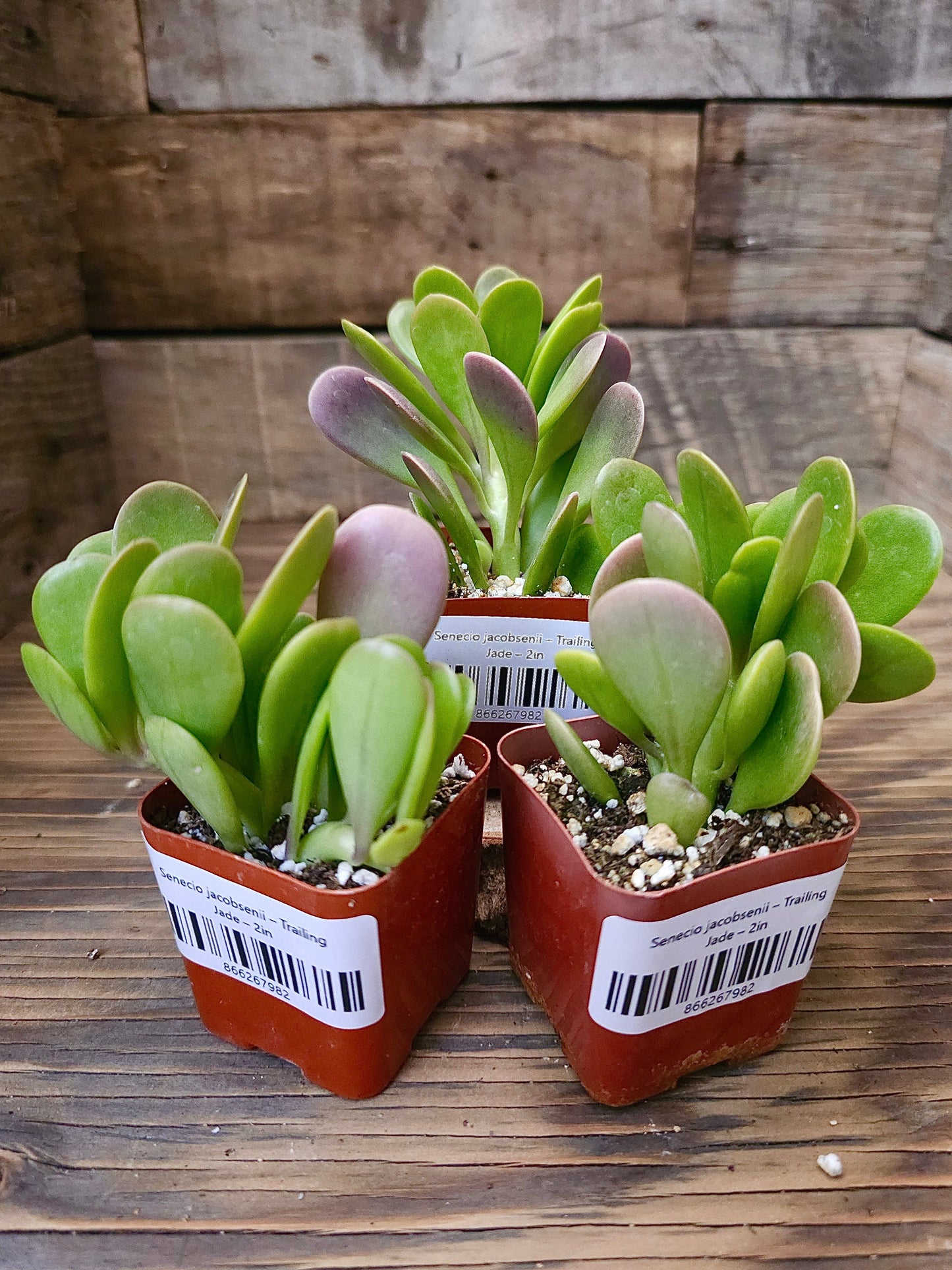 Senecio jacobsenii – Trailing Jade – 2in