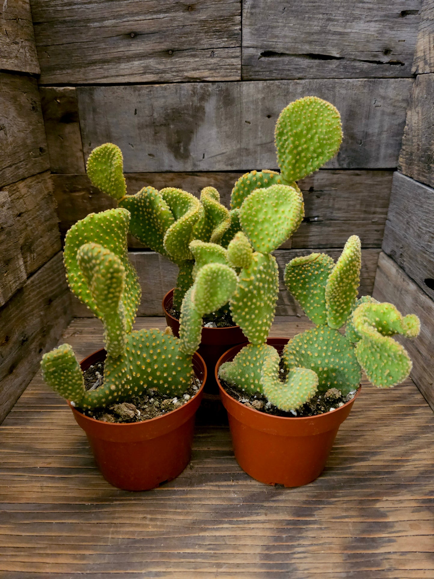 Opuntia microdasys 'Golden Swirl' – Swirl Cactus
